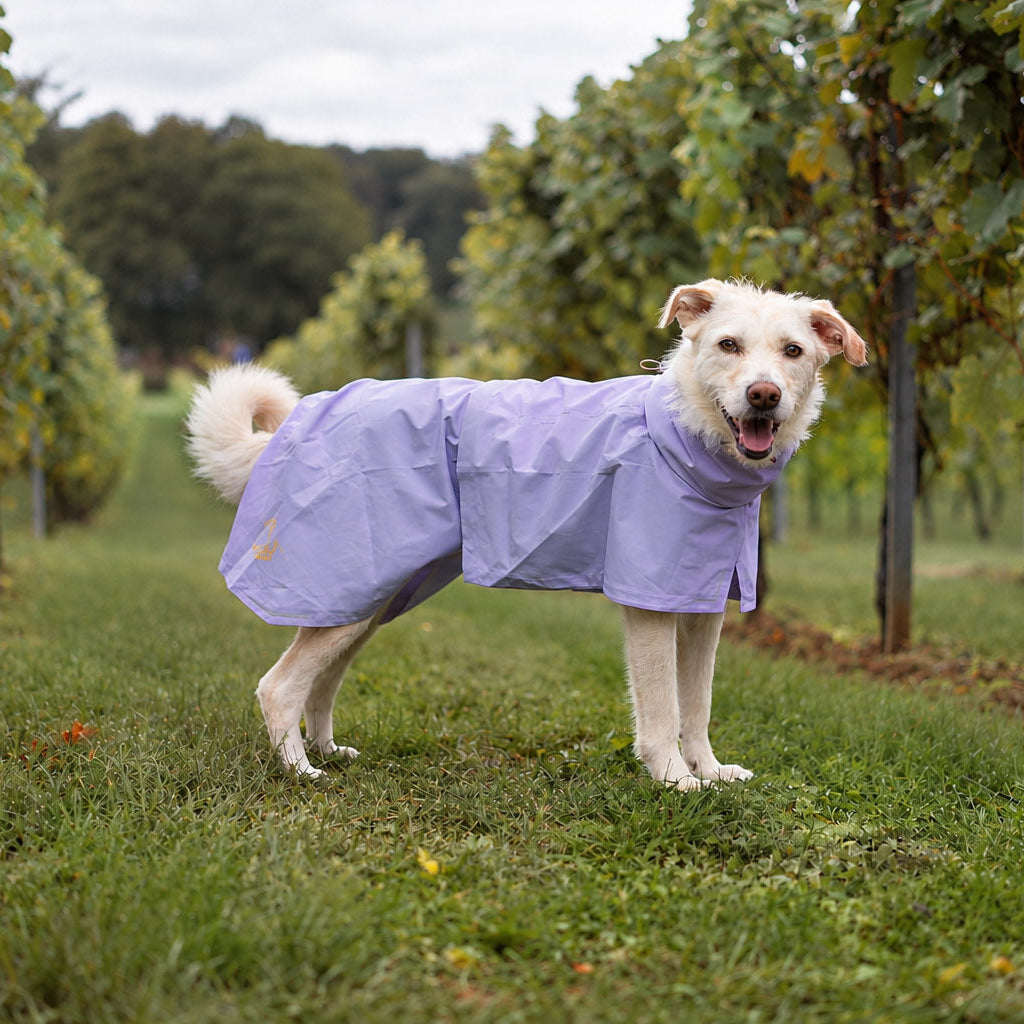 White dog wearing a purple raincoat stands on grass between vineyard rows on a cloudy day.