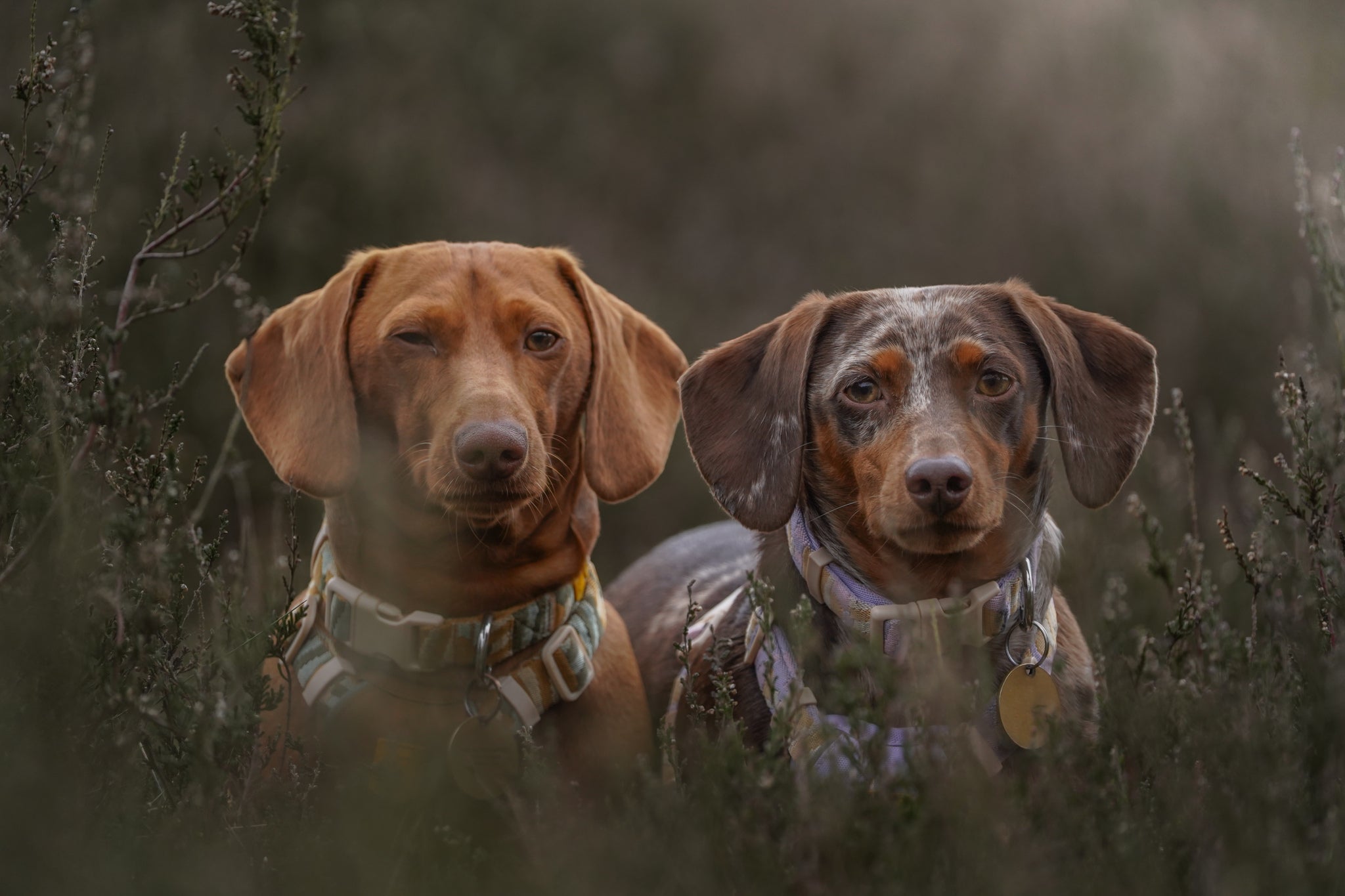 Brown and tan cocker spaniel on a blue leash sits in a field of dandelions with a blurred green background.
