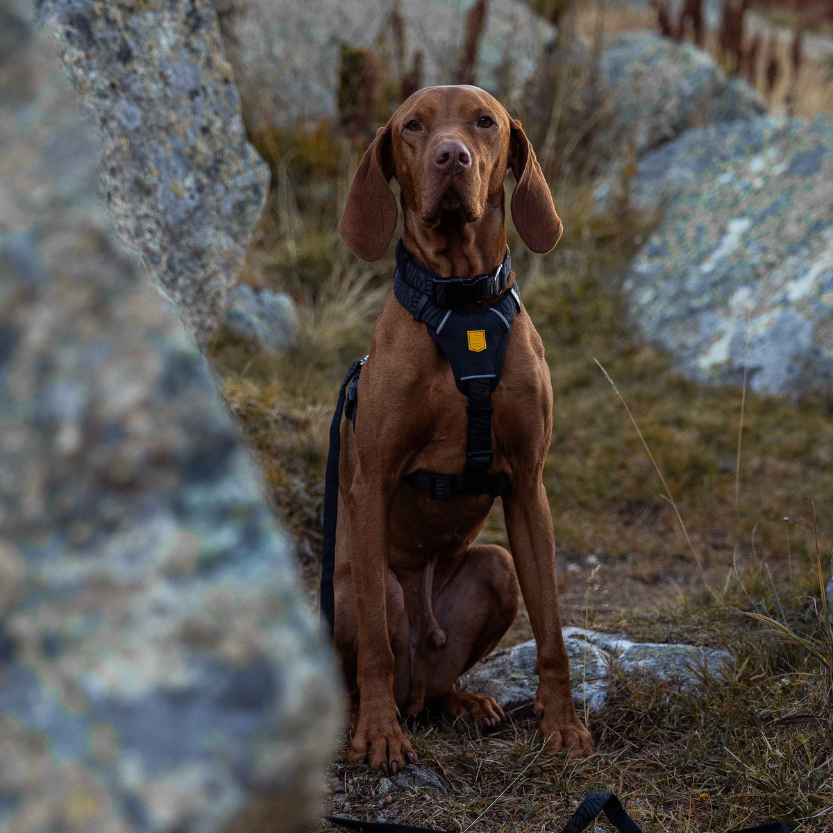 A brown Vizsla dog wearing a black harness sits among large rocks on a trail.