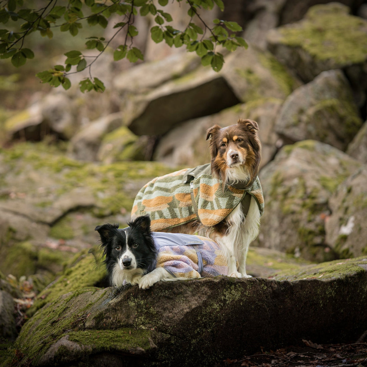 Two dogs on mossy rocks in a forest, each wrapped in a towel, looking toward the camera.