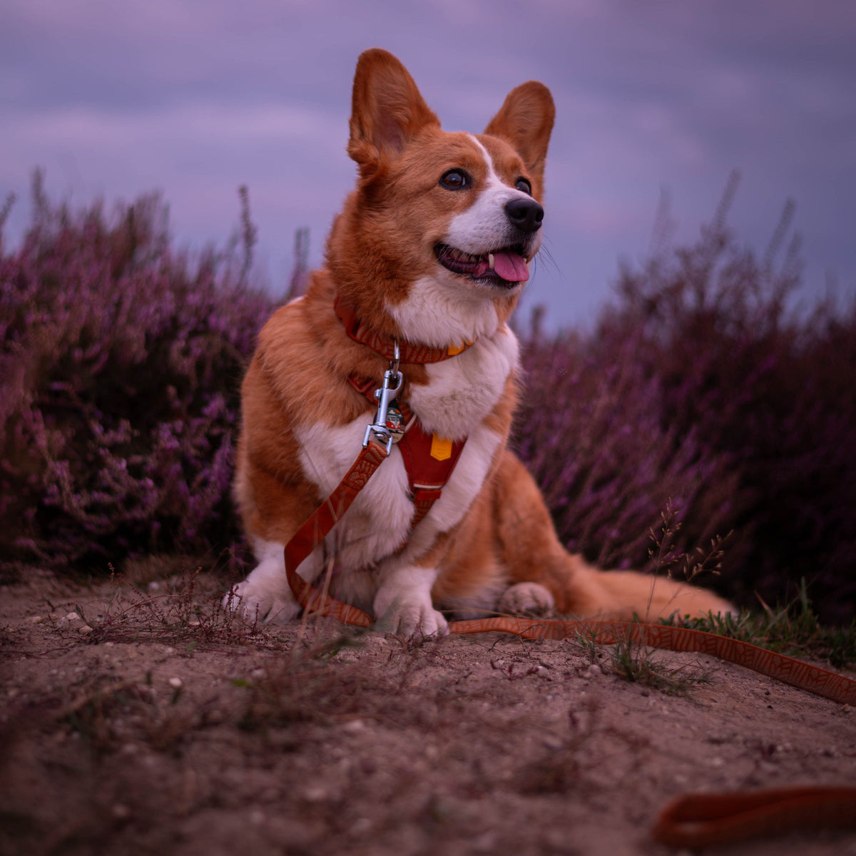 A corgi with a harness and leash sitting in a field of purple flowers at dusk.