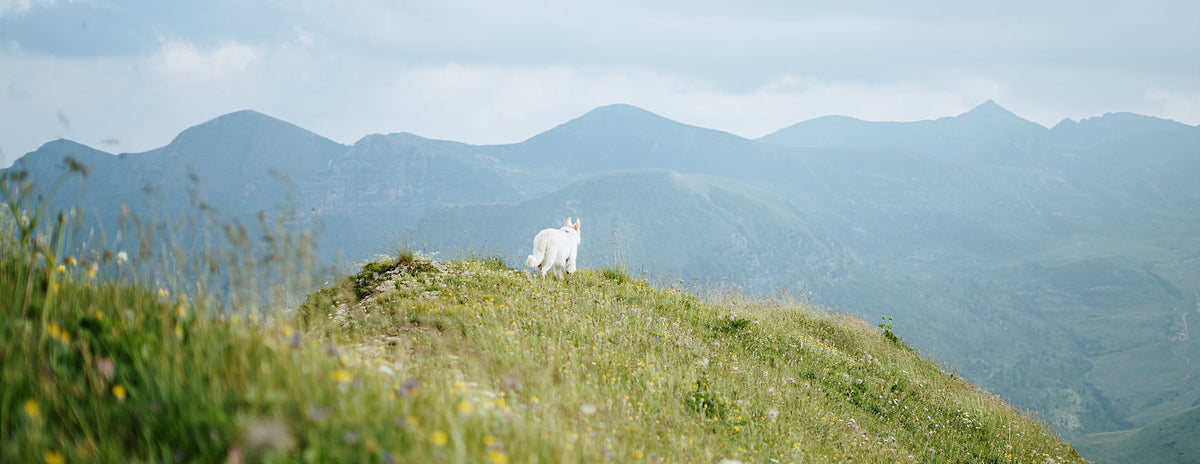 A white dog stands on a grassy hilltop with wildflowers, looking towards distant blue mountains under a cloudy sky.
