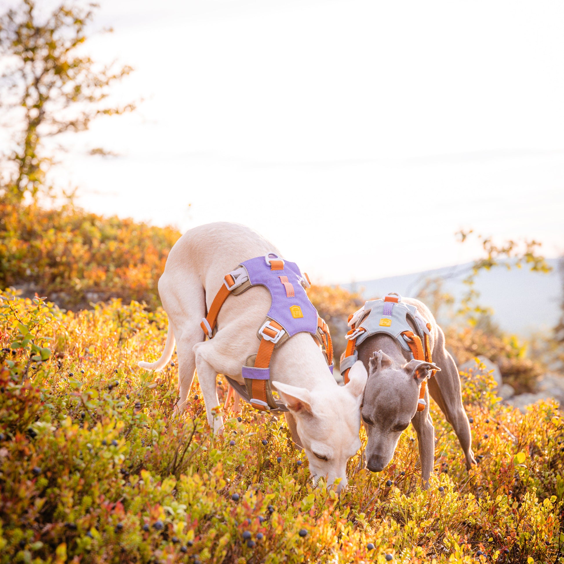 Two dogs in harnesses sniffing the ground in a sunlit, grassy outdoor area with trees in the background.