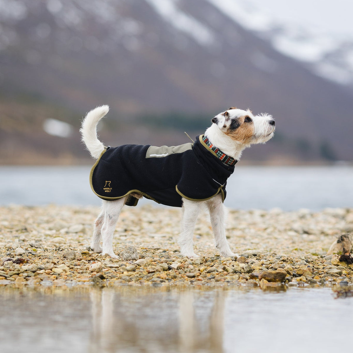 Small dog in a jacket stands on rocky shore by a lake with snowy mountains in the background.