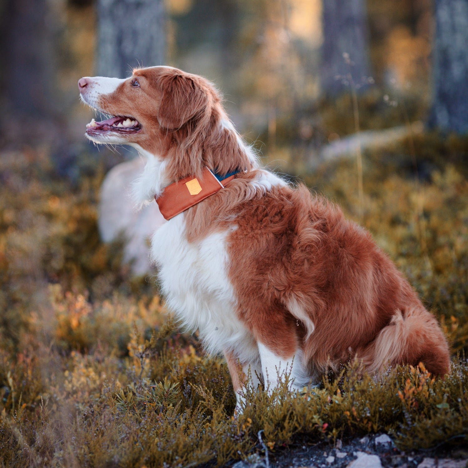 A brown and white dog with an orange collar sits on grass in a sunlit forest.