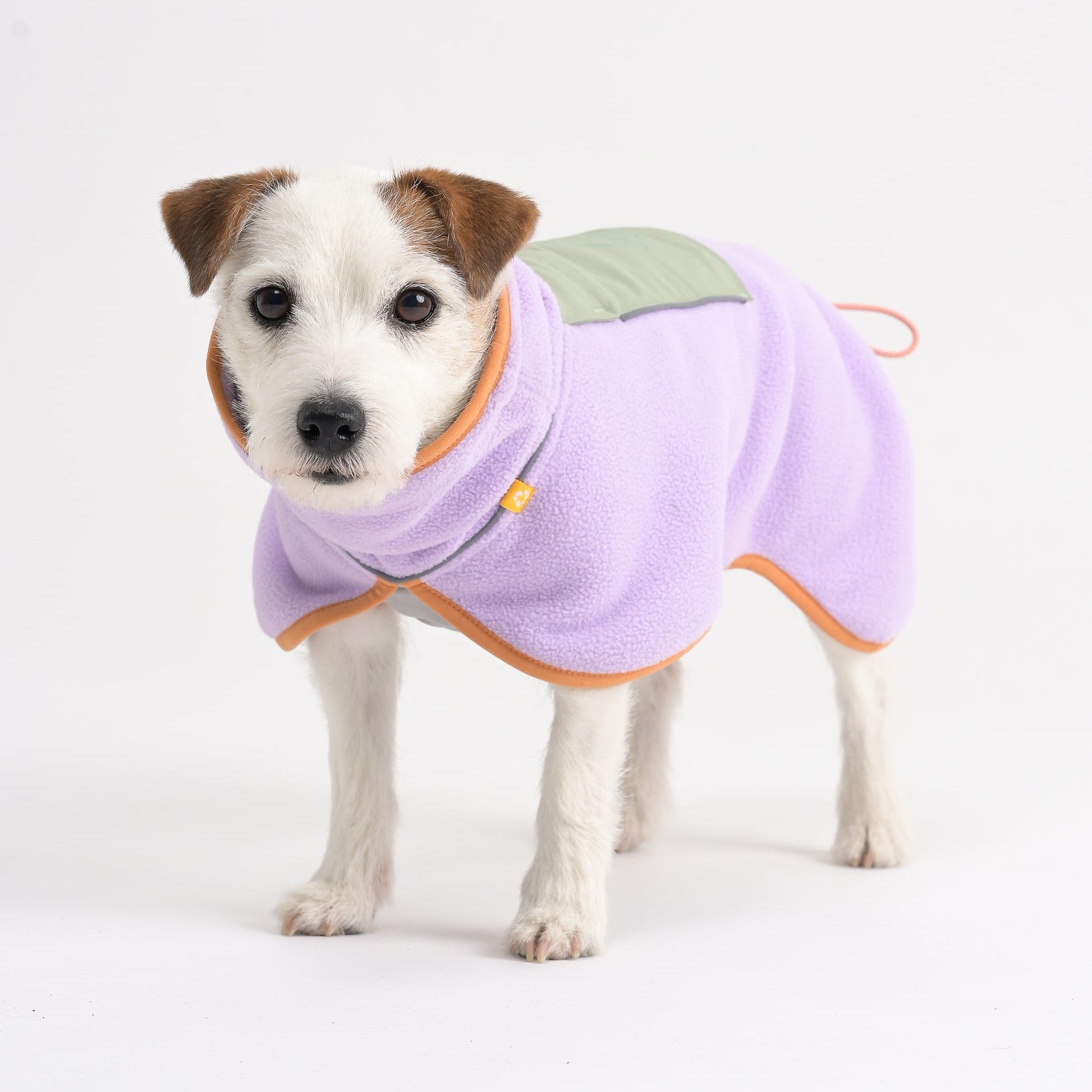 Small white dog wearing a light purple fleece jacket with orange trim and a green patch, standing on white background.