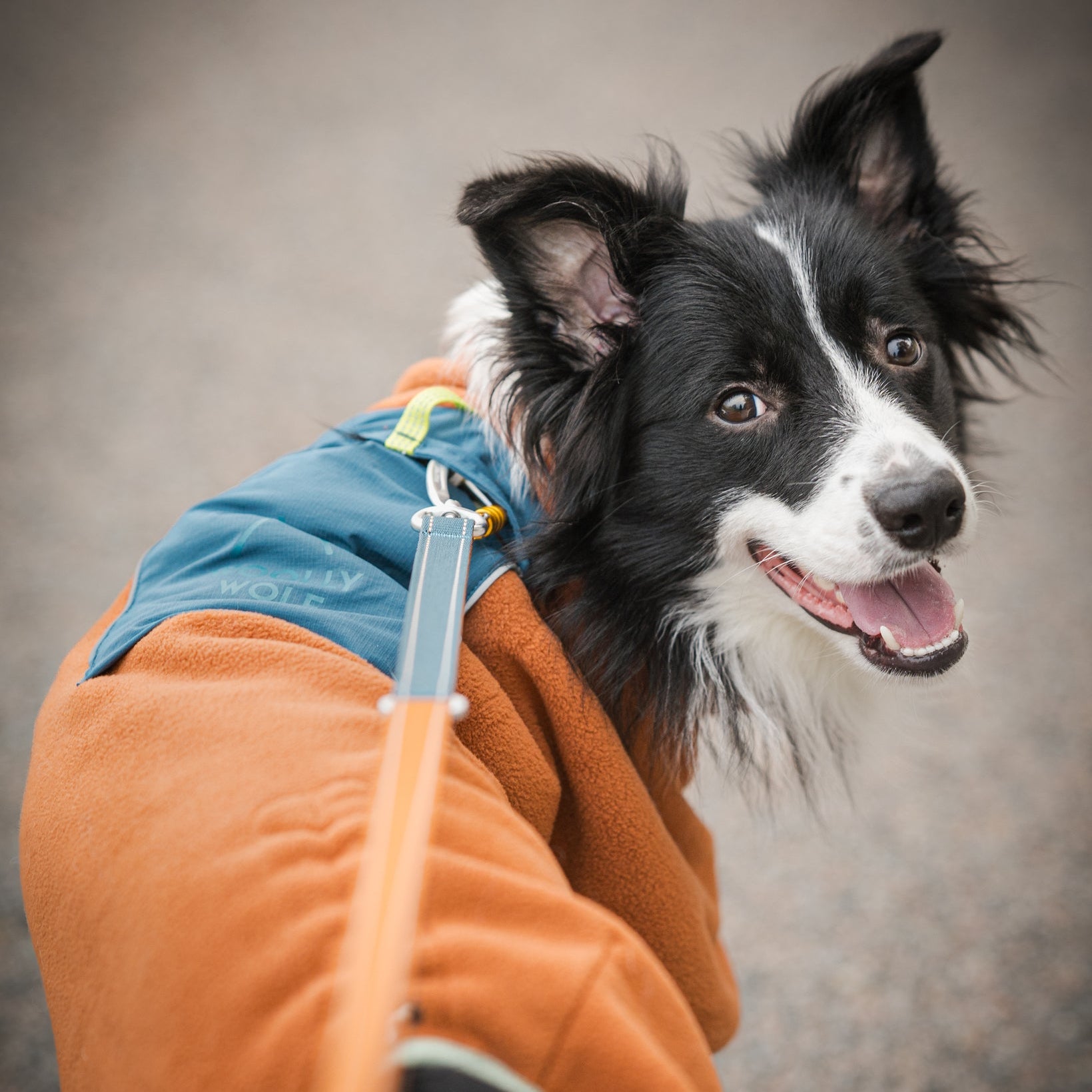 Black and white dog wearing an orange jacket looks back while on a leash, mouth open in a happy expression.
