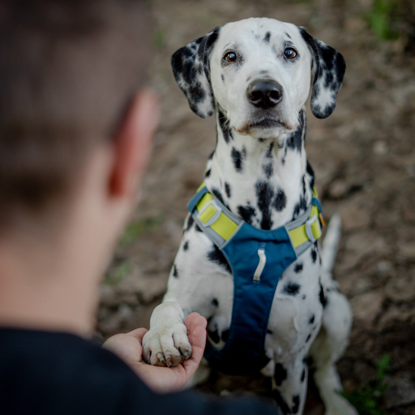 A Dalmatian wearing a blue harness sits on the ground, giving its paw to a person whose back is to the camera. The dog looks up attentively at the person.