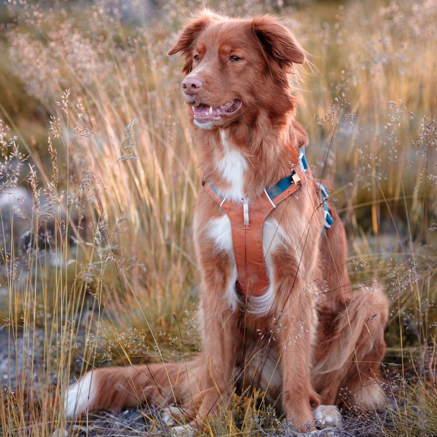 Brown and white dog with a harness sits in tall grass outdoors, looking alert and content.