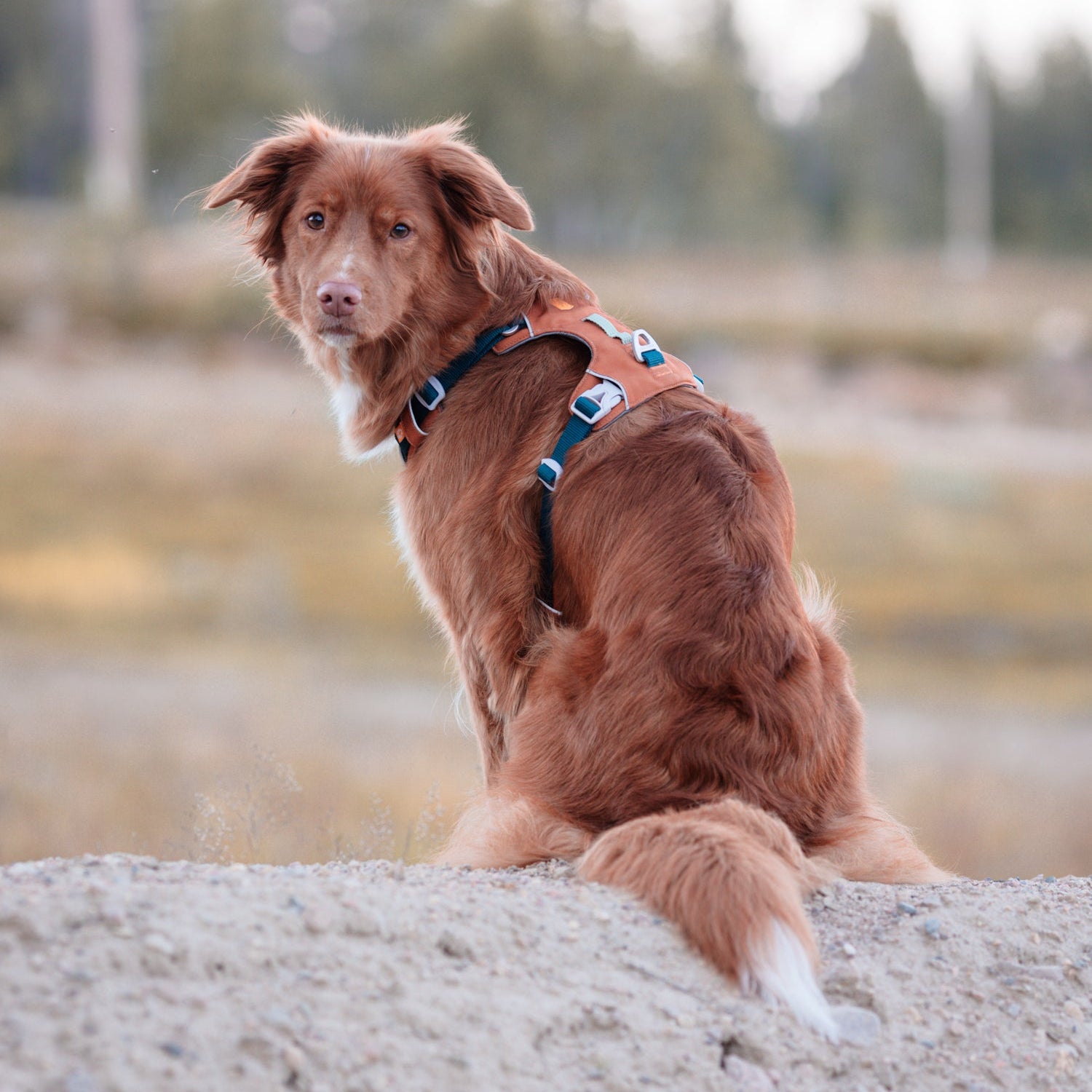 A brown dog with a harness sits on sandy ground, looking back over its shoulder outdoors.