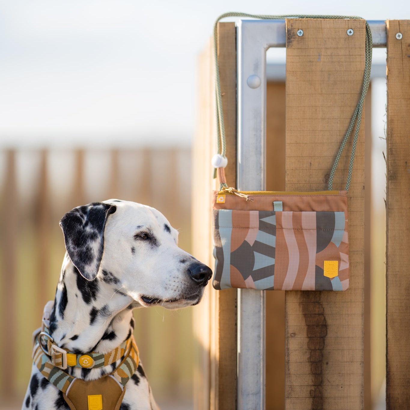 Dalmatian wearing a tan harness sits by a wooden fence with a colorful bag hanging on it.