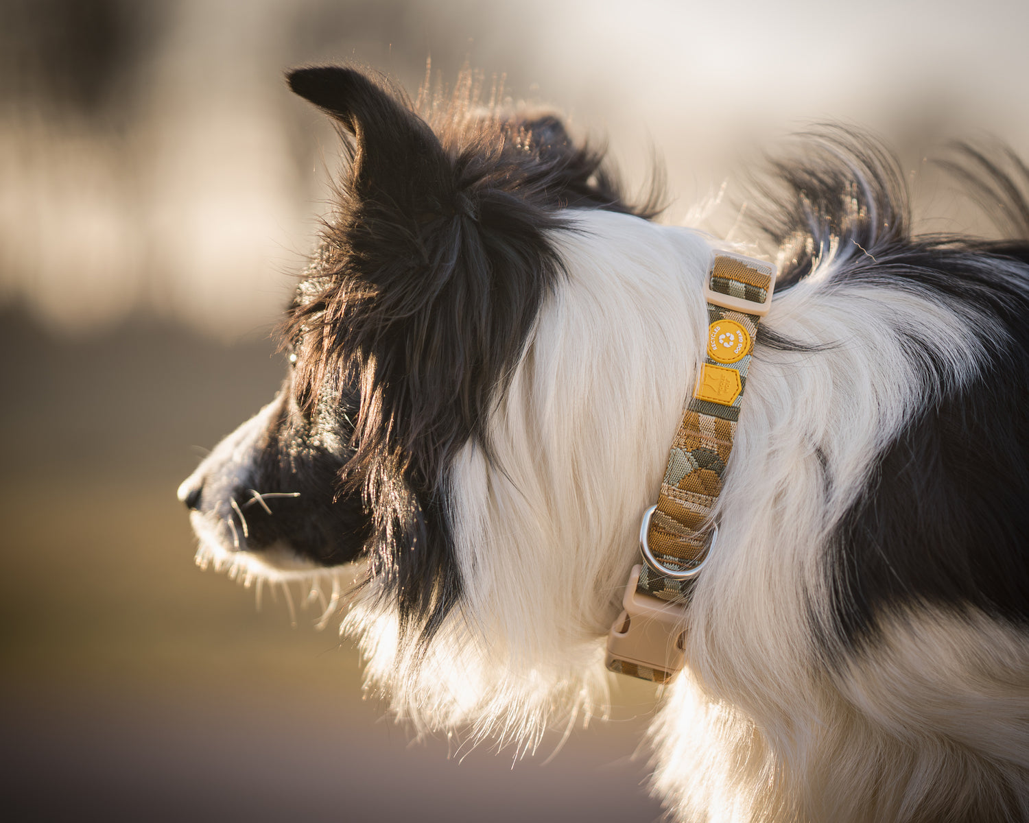 Woolly Wolf