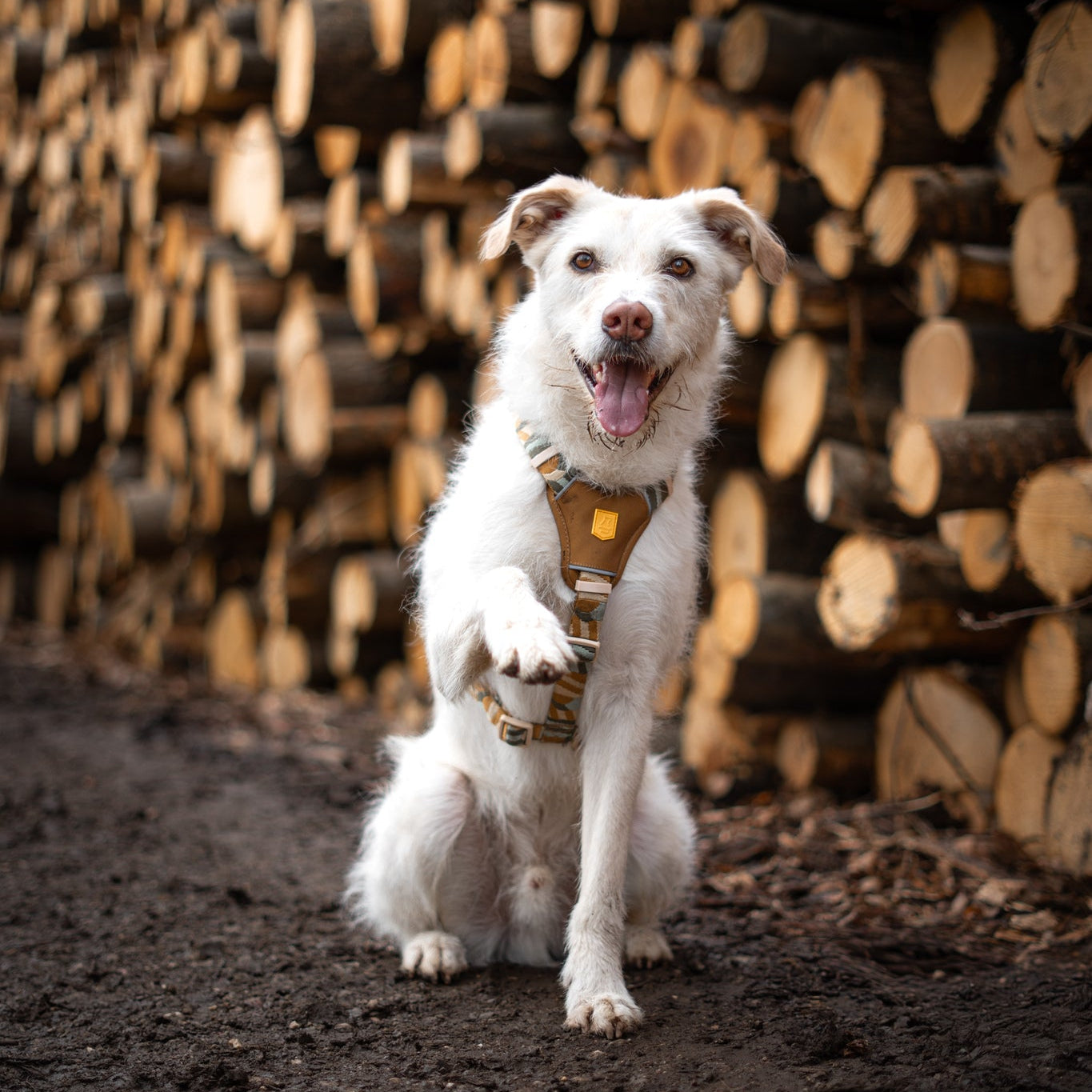 A white dog wearing a harness sits on a dirt path, raising one paw, with stacked logs in the background.