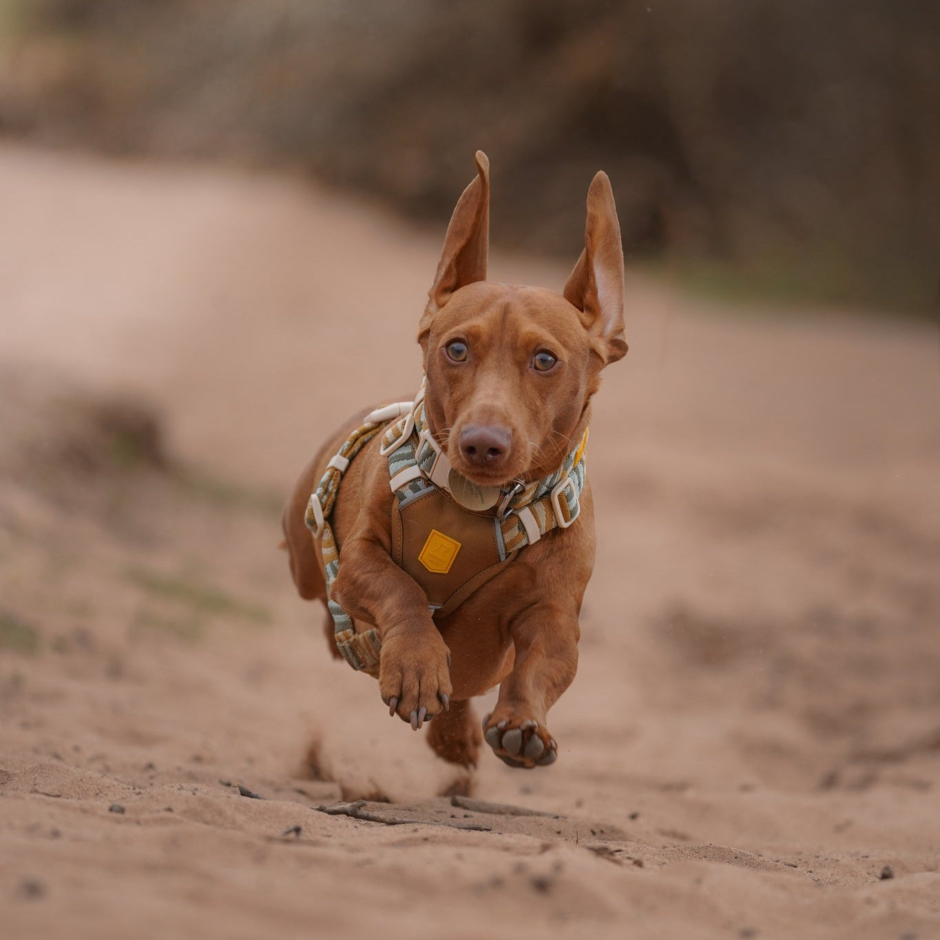Brown dachshund wearing a harness runs energetically on a sandy path, ears flapping in the air.