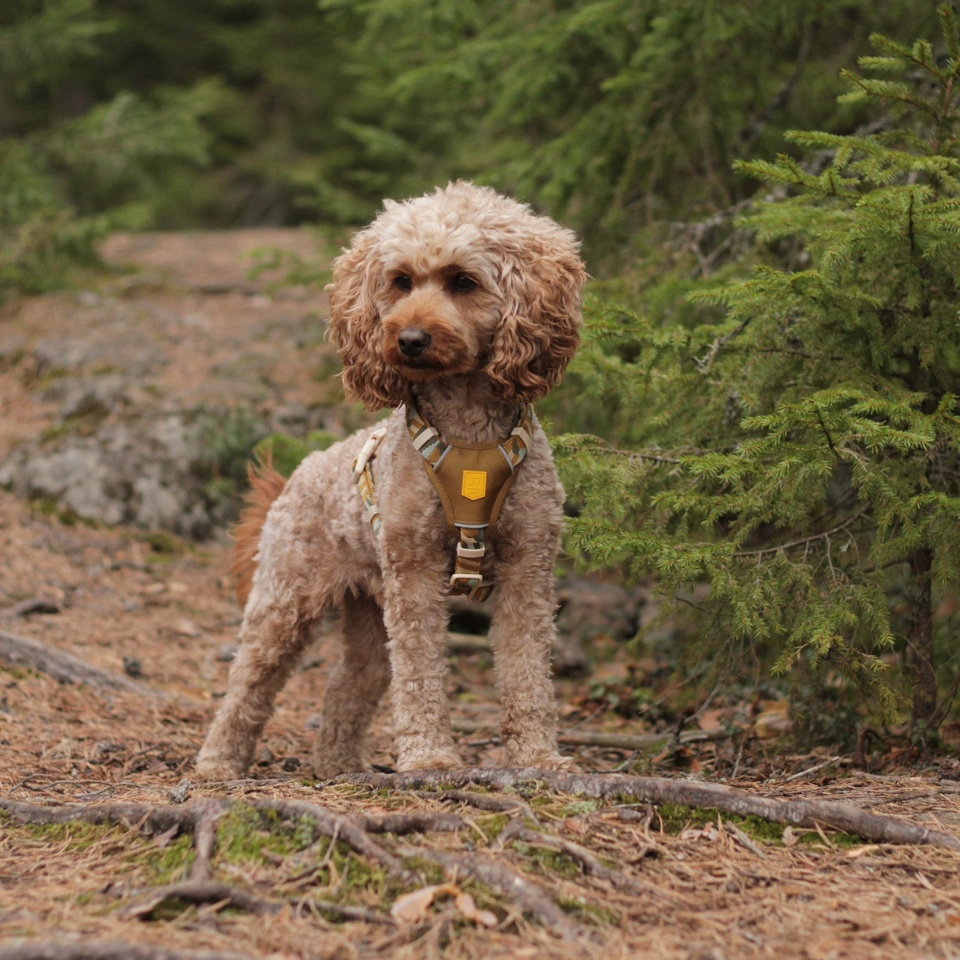 A curly-haired dog wearing a harness stands on a forest path surrounded by green pine trees.