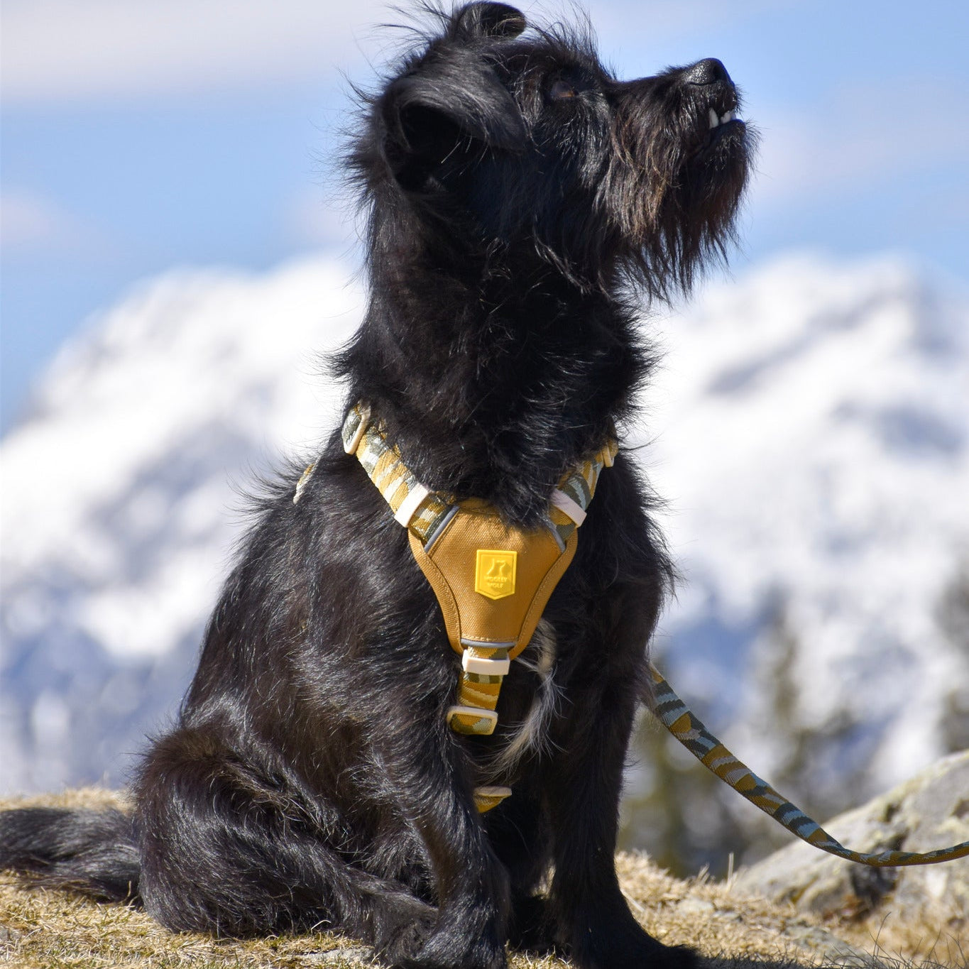A black dog wearing a yellow harness sits outdoors with snowy mountains in the background.