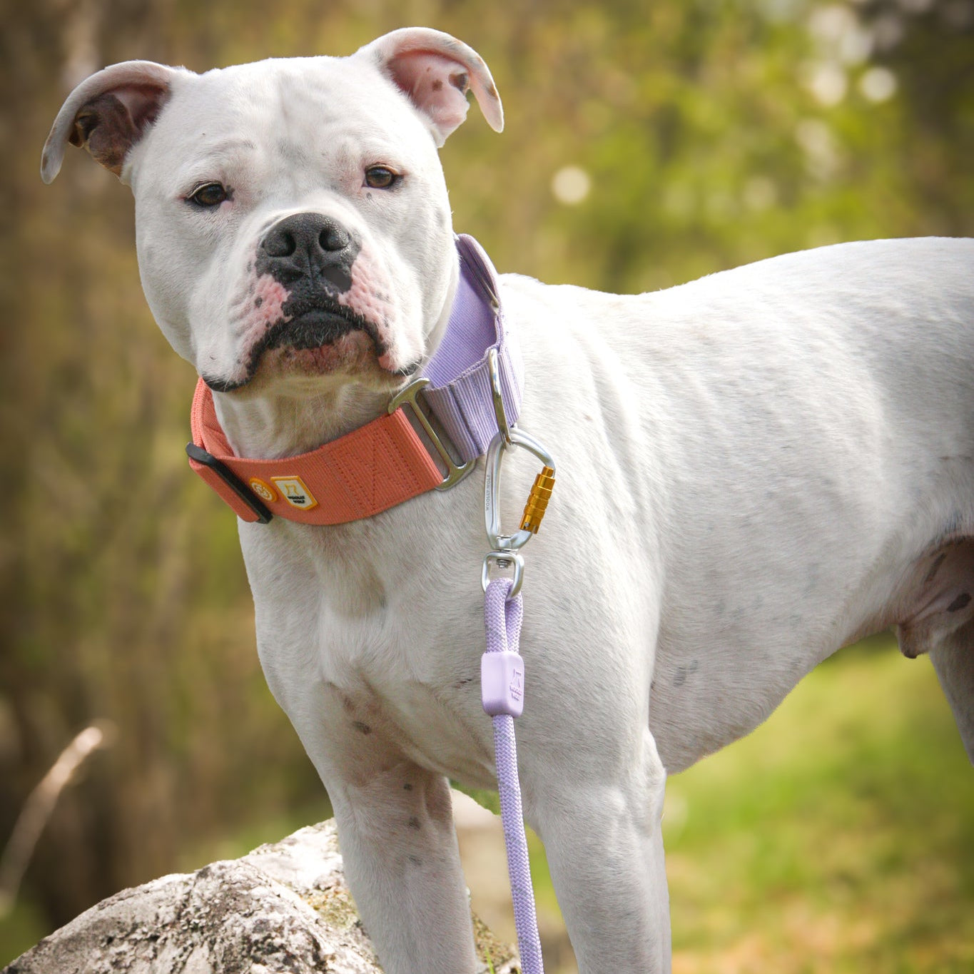 A white dog with a light purple leash and a wide orange collar stands on a rock outdoors, looking attentively at the camera with trees and grass in the background.