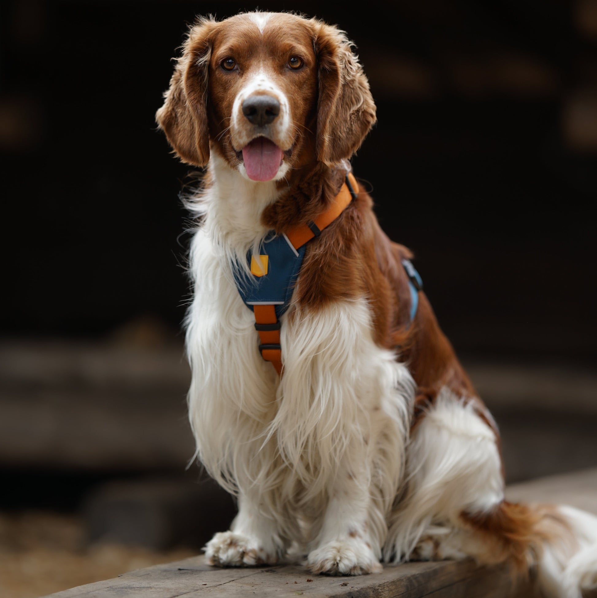 A brown and white dog with long fur and floppy ears sits on a wooden plank, wearing a blue and orange harness, looking at the camera with its tongue out.