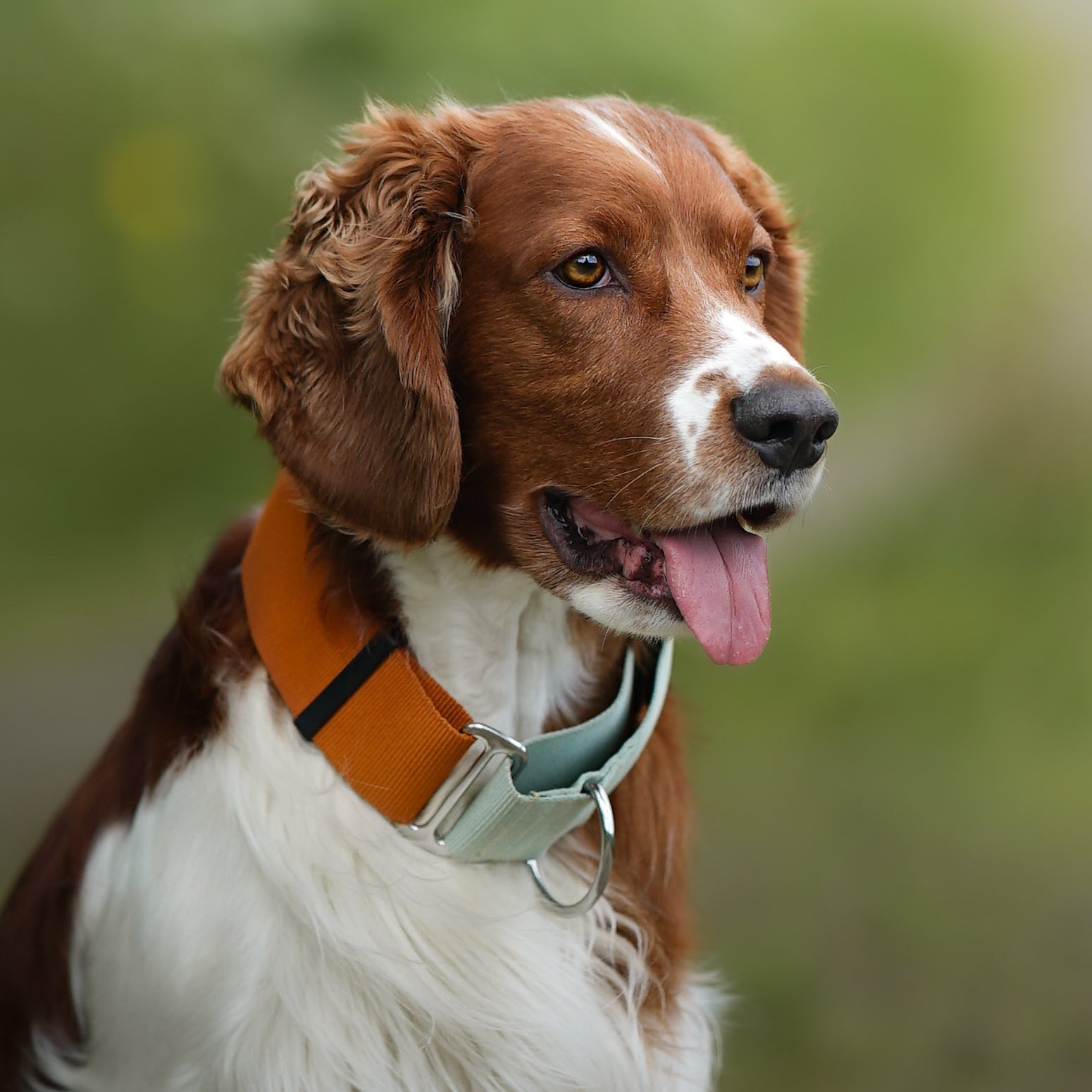 A brown and white dog with floppy ears and an orange collar is sitting outdoors, looking to the side with its mouth open and tongue out. The background is blurred greenery.
