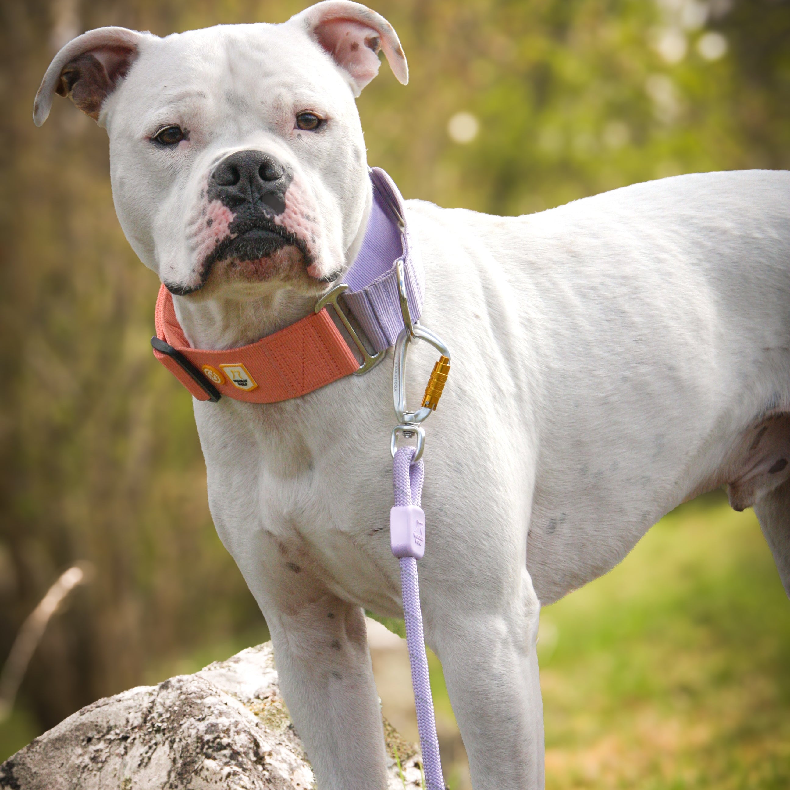A white dog with a purple leash and orange collar stands on a rock outdoors, looking at the camera.
