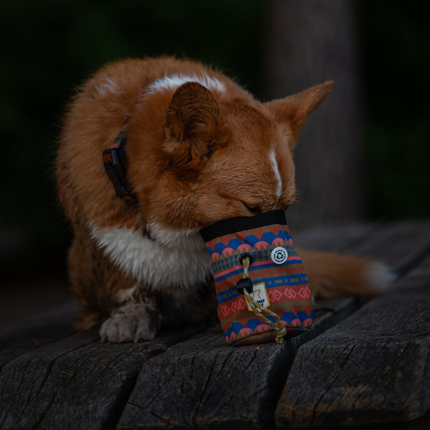 A brown and white dog with short fur buries its face in a colorful patterned pouch while sitting on a wooden surface outdoors, with a blurred dark forest background.