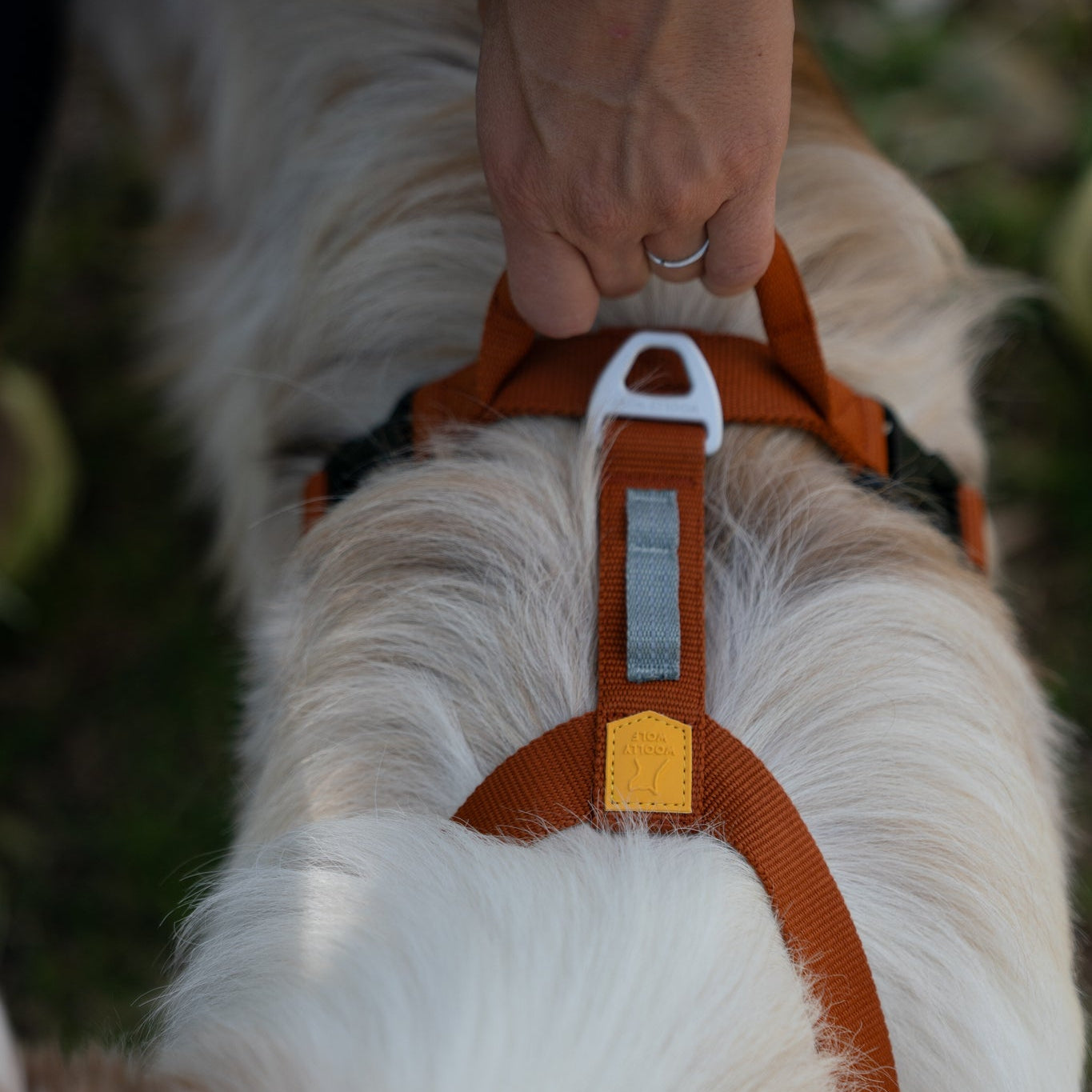 A person’s hand holds the handle of an orange dog harness worn by a light-colored, fluffy dog. The person is wearing a black wristwatch. The background is grassy and blurred.