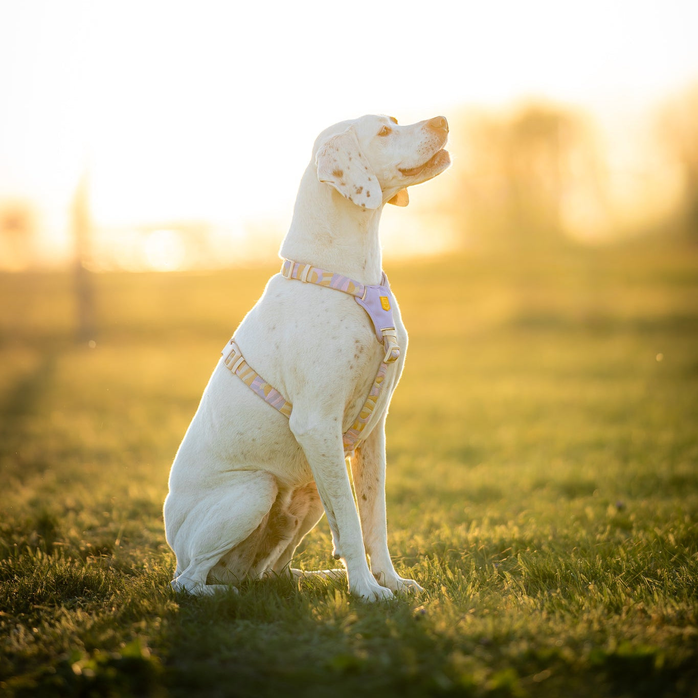 A white dog wearing a harness sits on grass during golden hour with sunlight in the background.