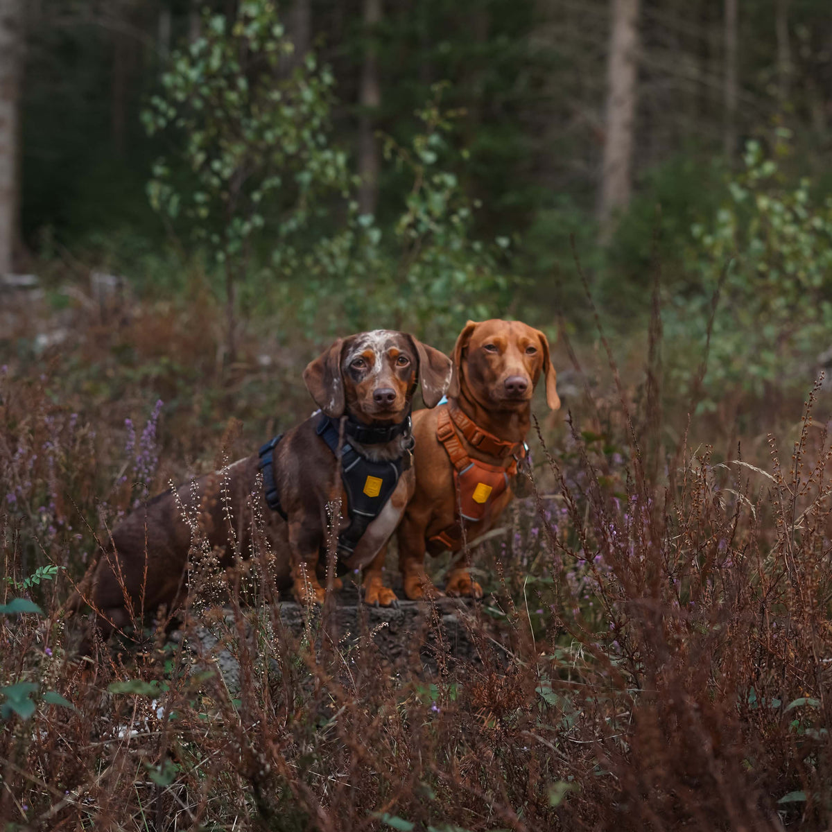 Two dachshunds wearing harnesses stand together in a wooded area.