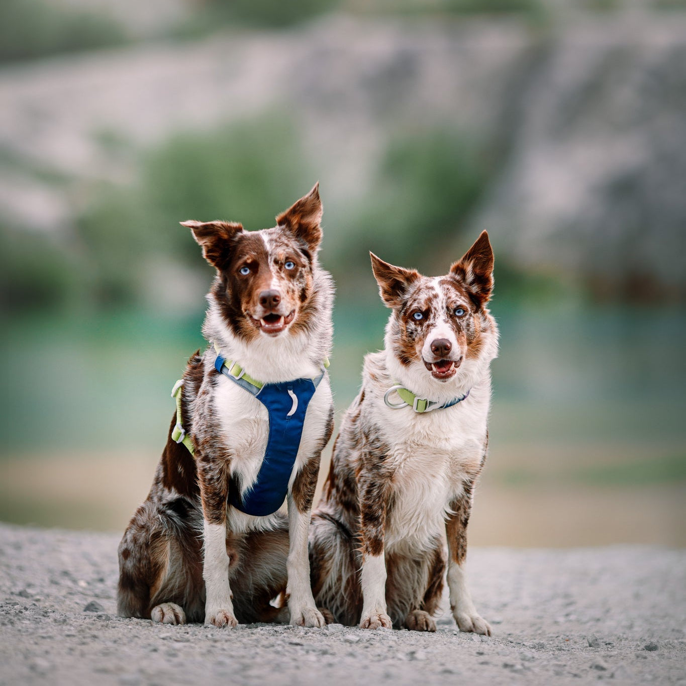 Two brown and white dogs with pointy ears sit side by side on rocky ground outdoors, each wearing the Alpha 360 Dog Collar in Deep Teal. The blurred background features natural colors, highlighting the scenic outdoor setting.