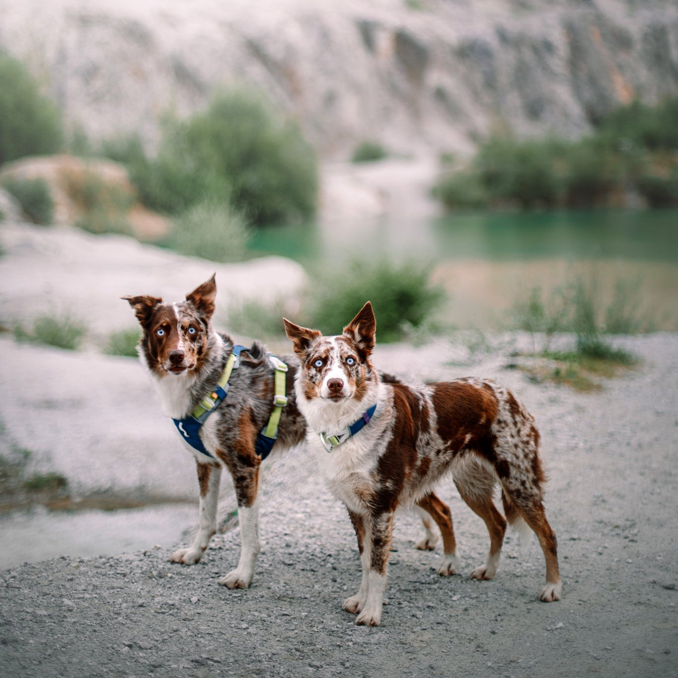 Two brown and white dogs, each wearing the Alpha 360 Dog Collar in Deep Teal, stand on a rocky path by the water, with blurred cliffs and greenery behind them.