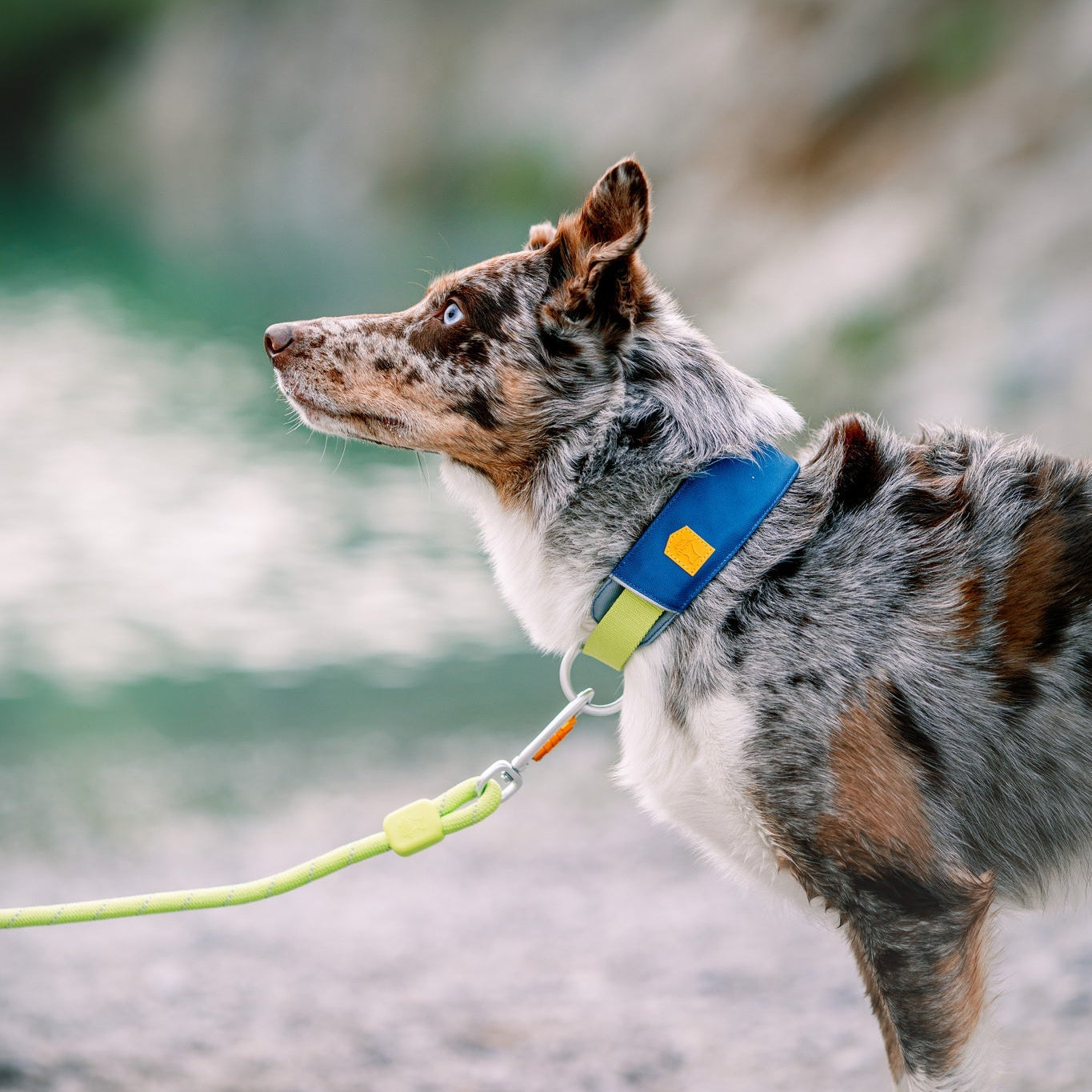 A brown and white Australian Shepherd with blue eyes stands outdoors on a leash, wearing the Alpha 360 Dog Collar in Deep Teal, with blurred green water and rocks in the background.