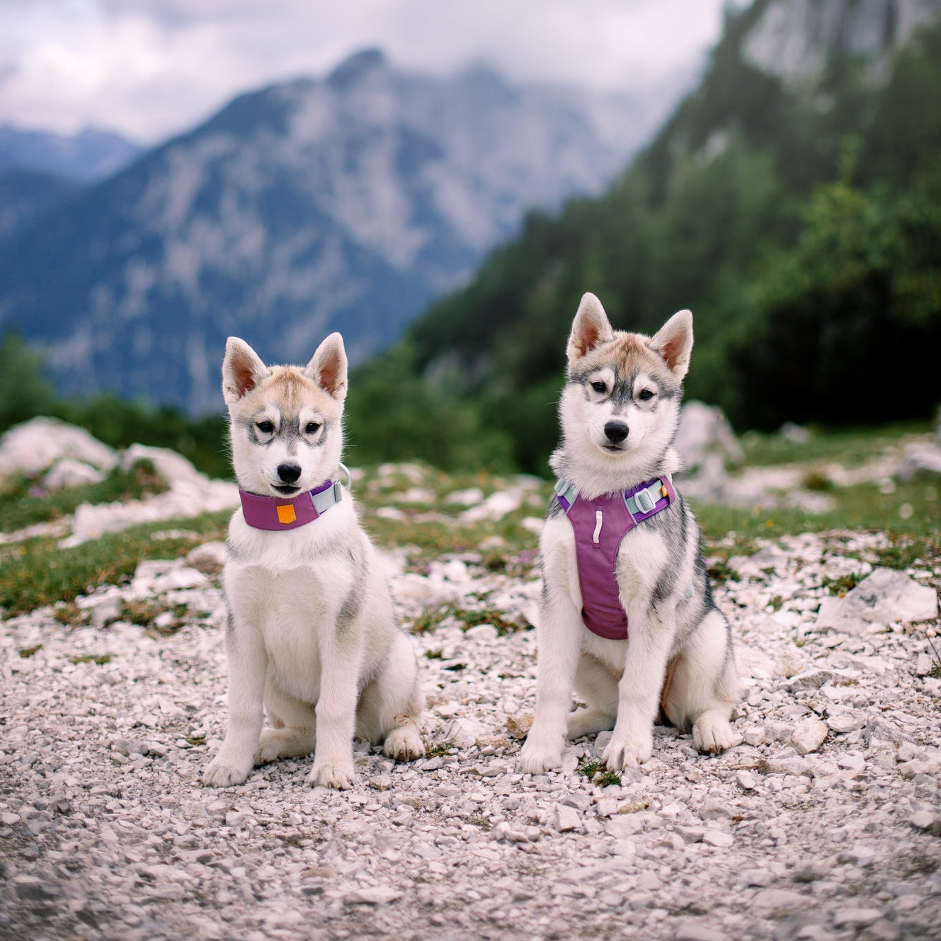 Two husky puppies wearing Alpha 360 Dog Collar in Mauve Mix sit on a rocky path with mountains, green trees, and a cloudy sky in the background.