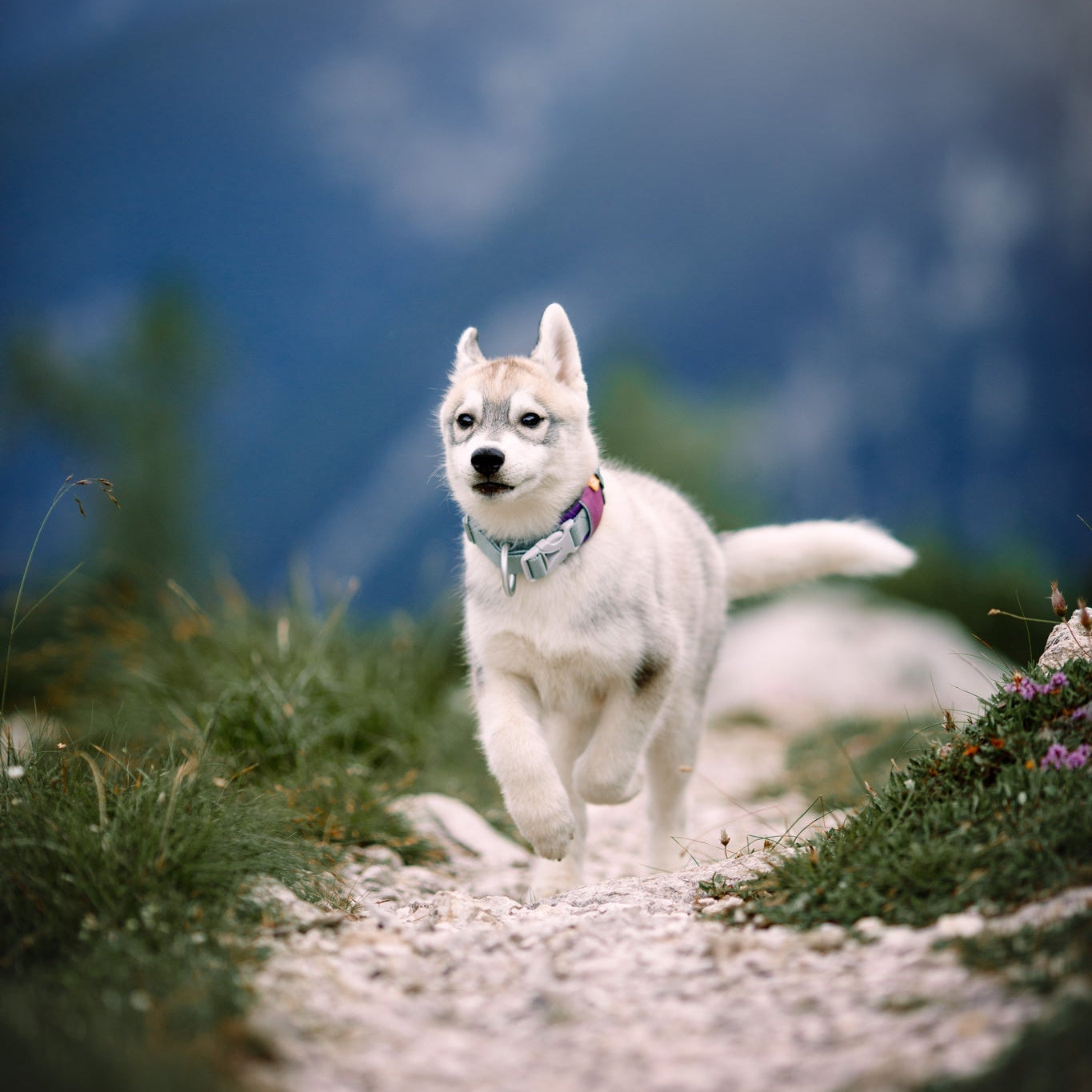 A young Siberian Husky puppy, wearing the Alpha 360 Dog Collar in Mauve Mix, runs along a rocky outdoor path with blurred mountains and greenery in the background.