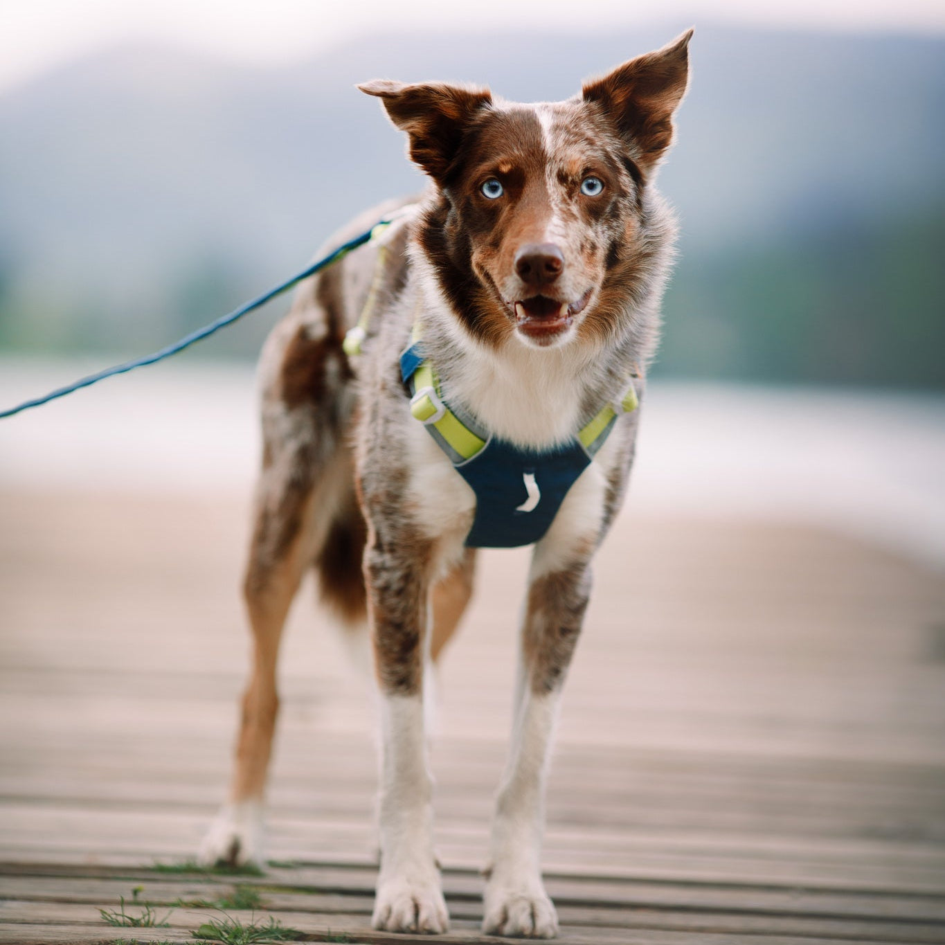 A brown and white dog with blue eyes wears the Alpha 360 Dog Harness in Deep Teal, standing alert on a wooden dock and looking at the camera. The softly blurred background hints at an outdoor lakeside setting.