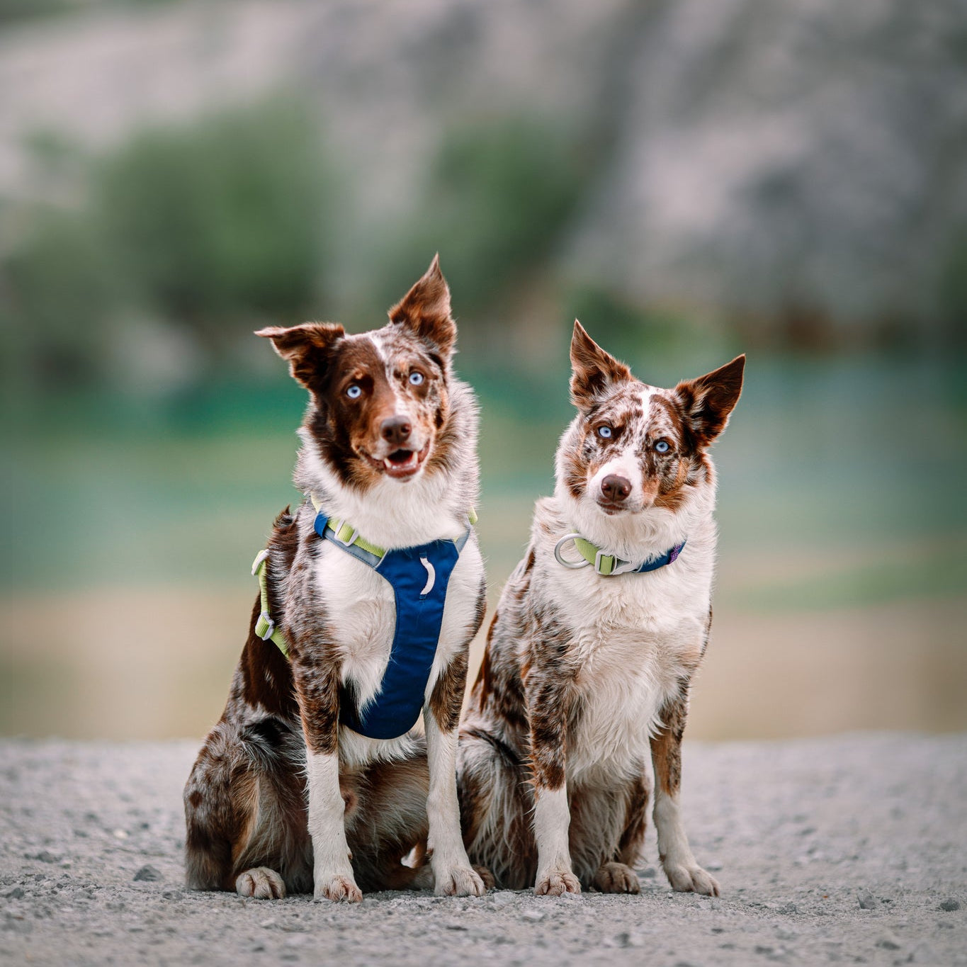 Two brown and white dogs with blue eyes sit side by side outdoors. One wears the Alpha 360 Dog Harness in Deep Teal, while the other has a pale green collar. The background shows blurred, muted natural scenery.