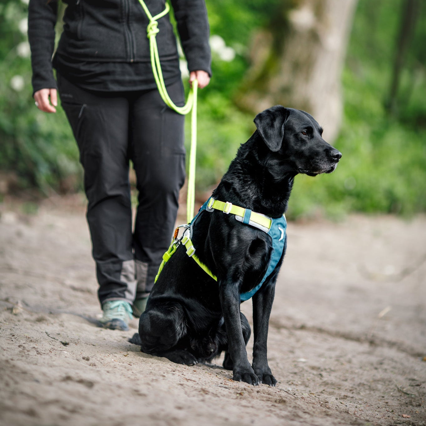 A woman walks outdoors on a sandy path with a black Labrador sitting beside her, wearing the Alpha 360 Dog Harness in Deep Teal, surrounded by green trees and plants.