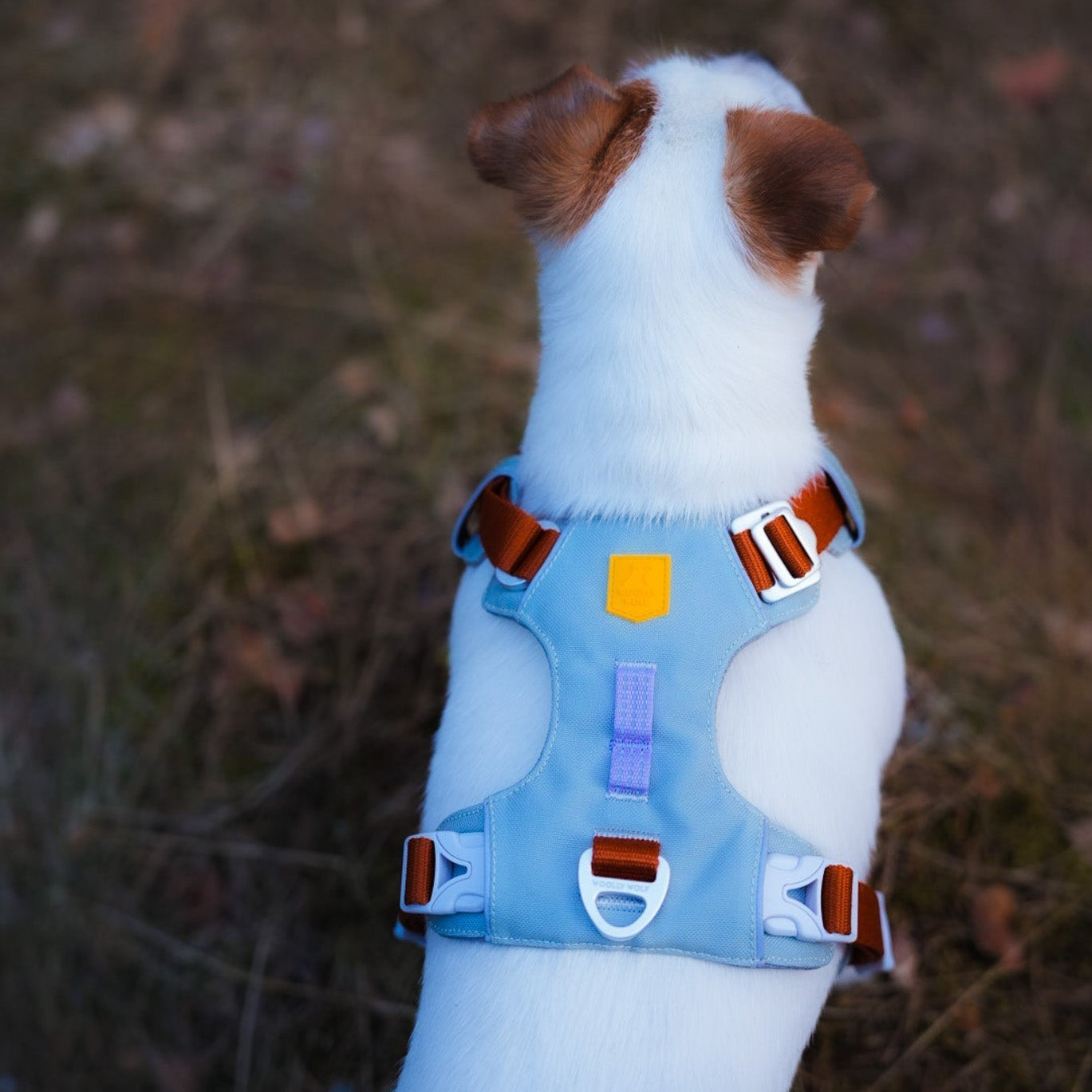 A small white dog with brown ears, seen from behind, sits on grass and leaves outdoors wearing the Alpha 360 Dog Harness in Glacier Green Mix.