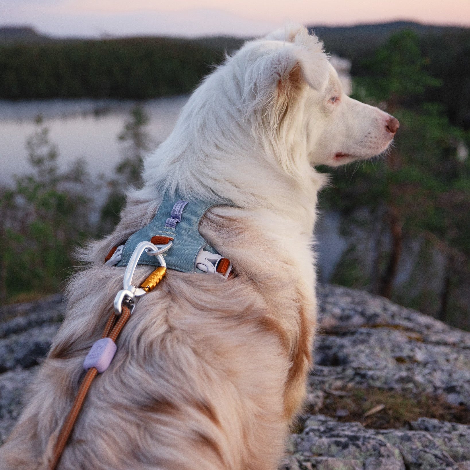 Wearing the Alpha 360 Dog Harness in Glacier Green Mix, a fluffy light-colored dog stands on a rocky ledge, gazing over a calm lake and forested landscape at sunset.