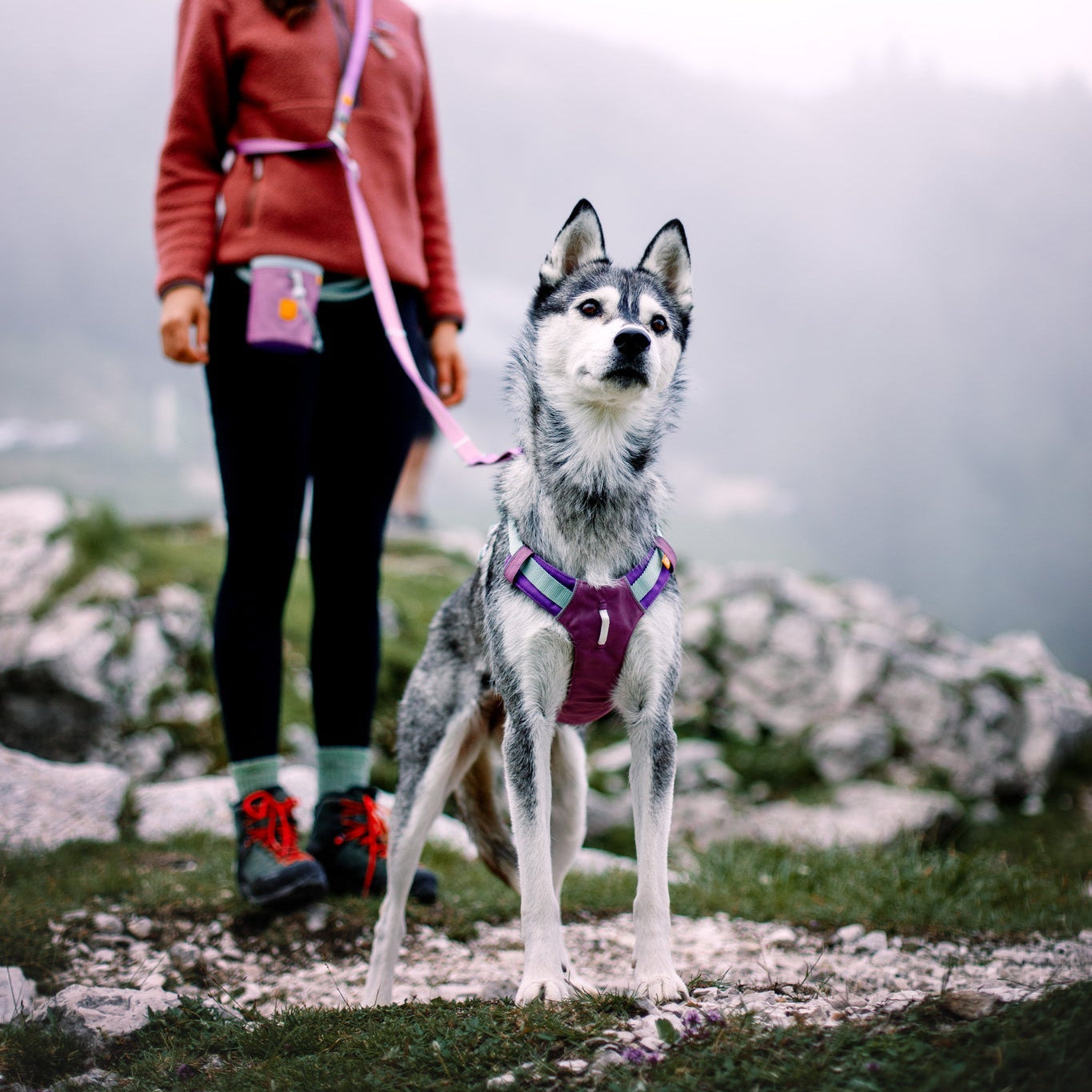 A woman on a misty, rocky trail holds the leash of a gray and white husky in an Alpha 360 Dog Harness Mauve Mix. The dog stands alert in the foreground, with blurred mountains in the background.