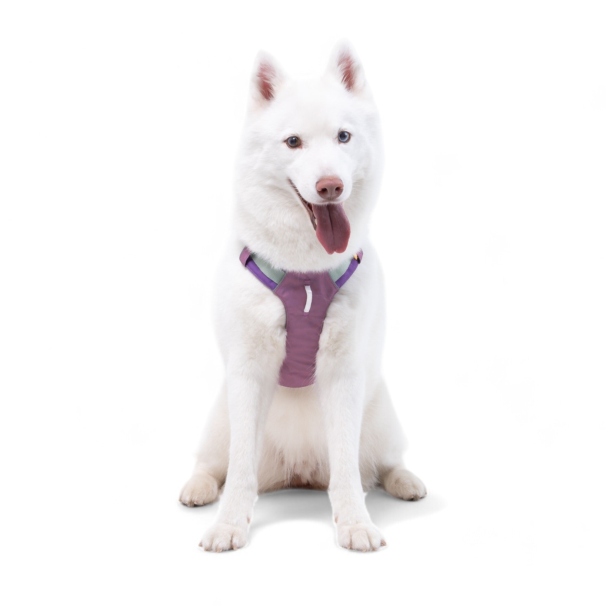 A white dog with blue eyes is sitting, facing forward with its mouth open and tongue out, wearing the Alpha 360 Dog Harness Mauve Mix against a plain white background.