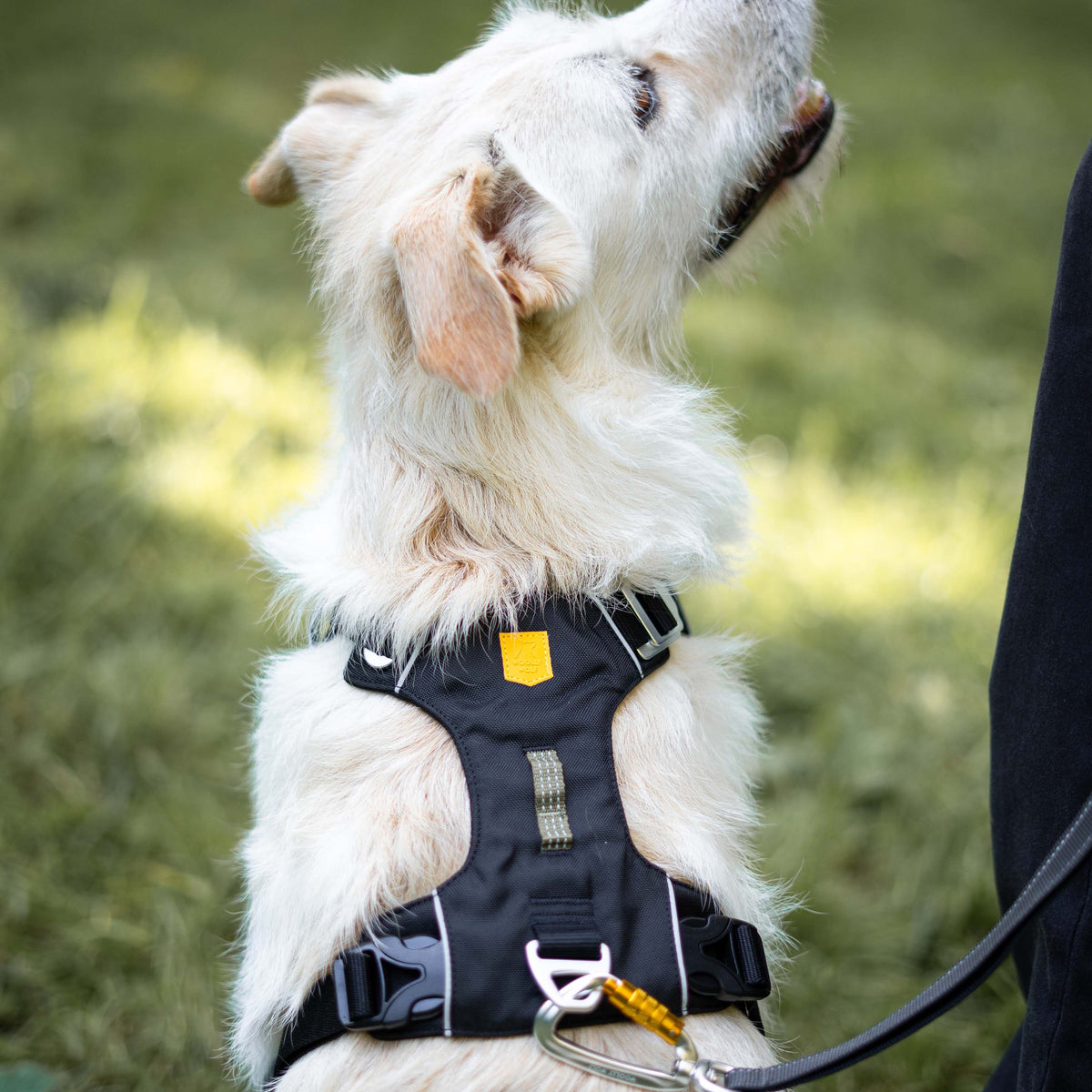 A white dog wearing a black harness looking up.