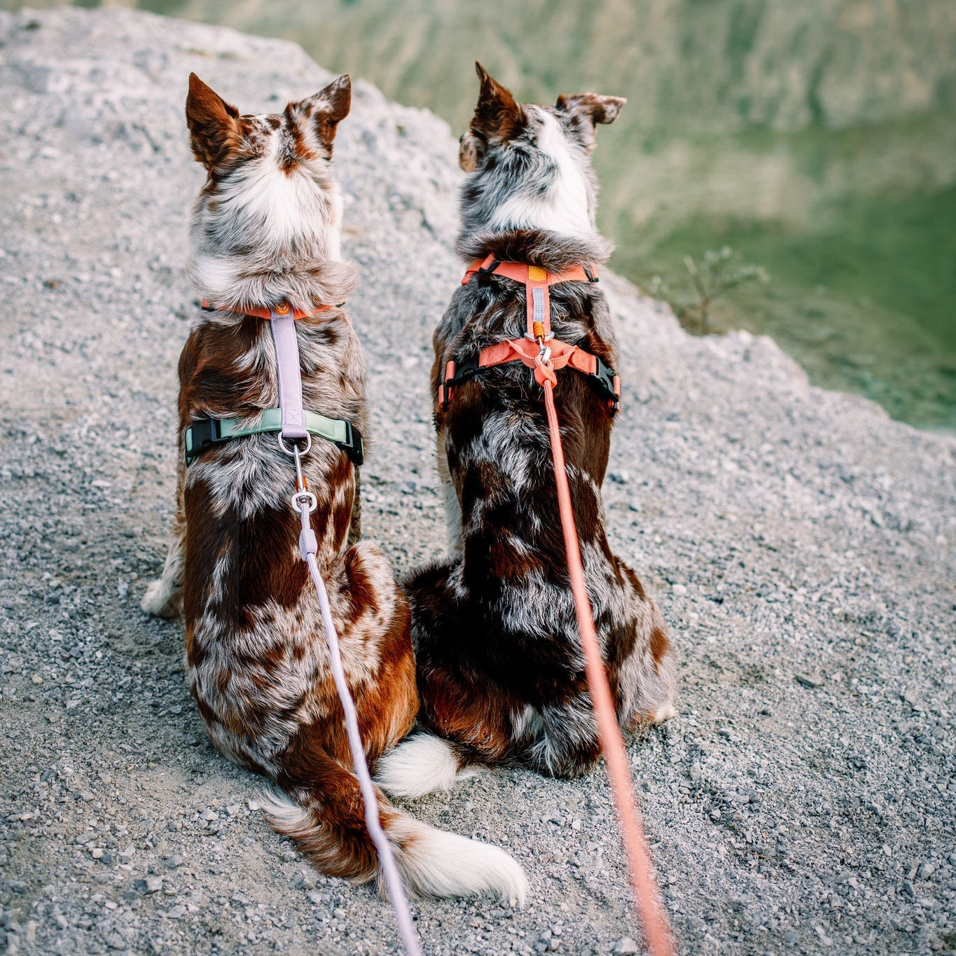 Color Block Dog Harness - XXSPink