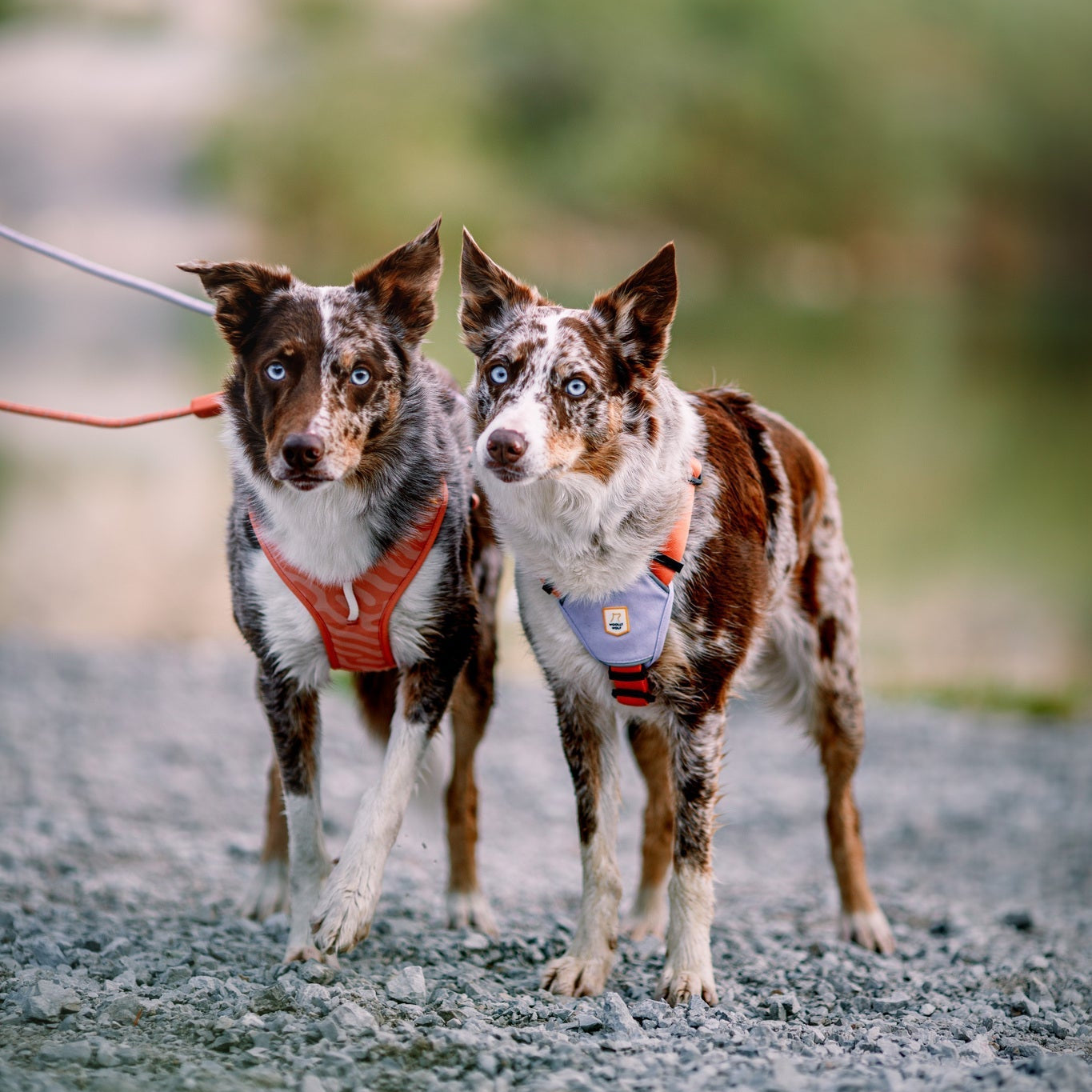 Color Block Dog Harness - XXSPink