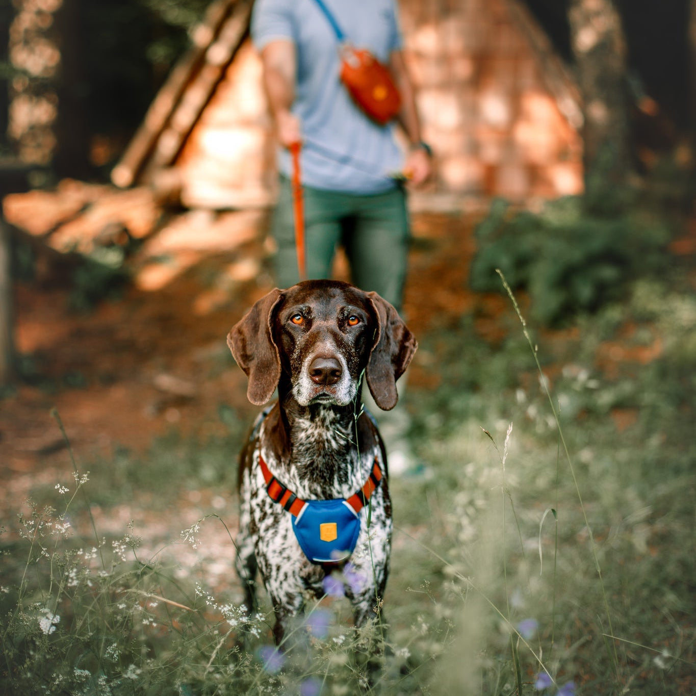 A dog wearing the Color Block Dog Harness Lime Mix stands on a grassy area in focus, with a man holding its leash in front of a wooden cabin in the woods.