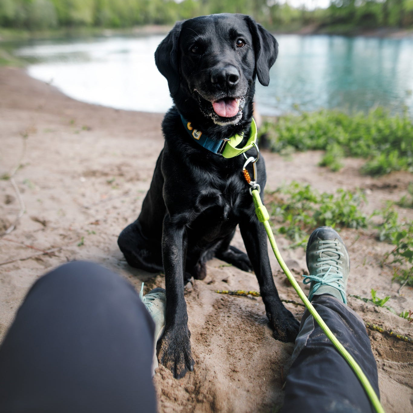 A black Labrador wearing a Color Block Martingale Dog Collar in Deep Teal sits on sandy ground by a lake, gazing at a person whose legs are visible. The scene features water and green trees in the background.