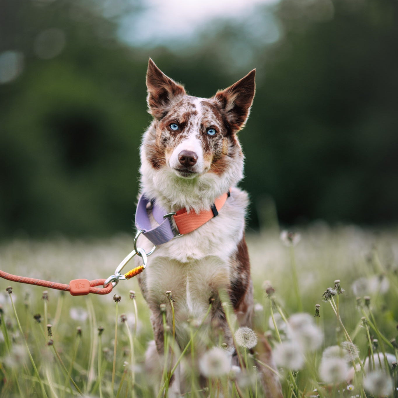 A dog wearing the Color Block Martingale Dog Collar in Salmon Pink stands on a leash in a field of dandelions, facing the camera with a blurred green background.
