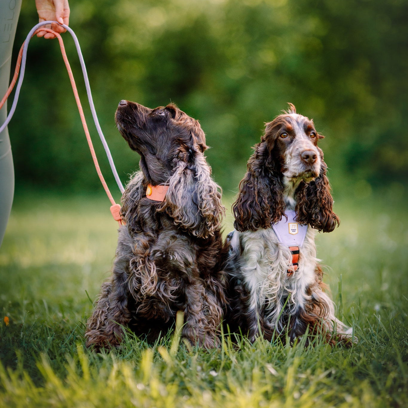 Two cocker spaniels sit on grass, wearing Color Block Martingale Dog Collars in Salmon Pink. Their leashes are held by a person standing on the left as both dogs look up, surrounded by greenery and soft sunlight.