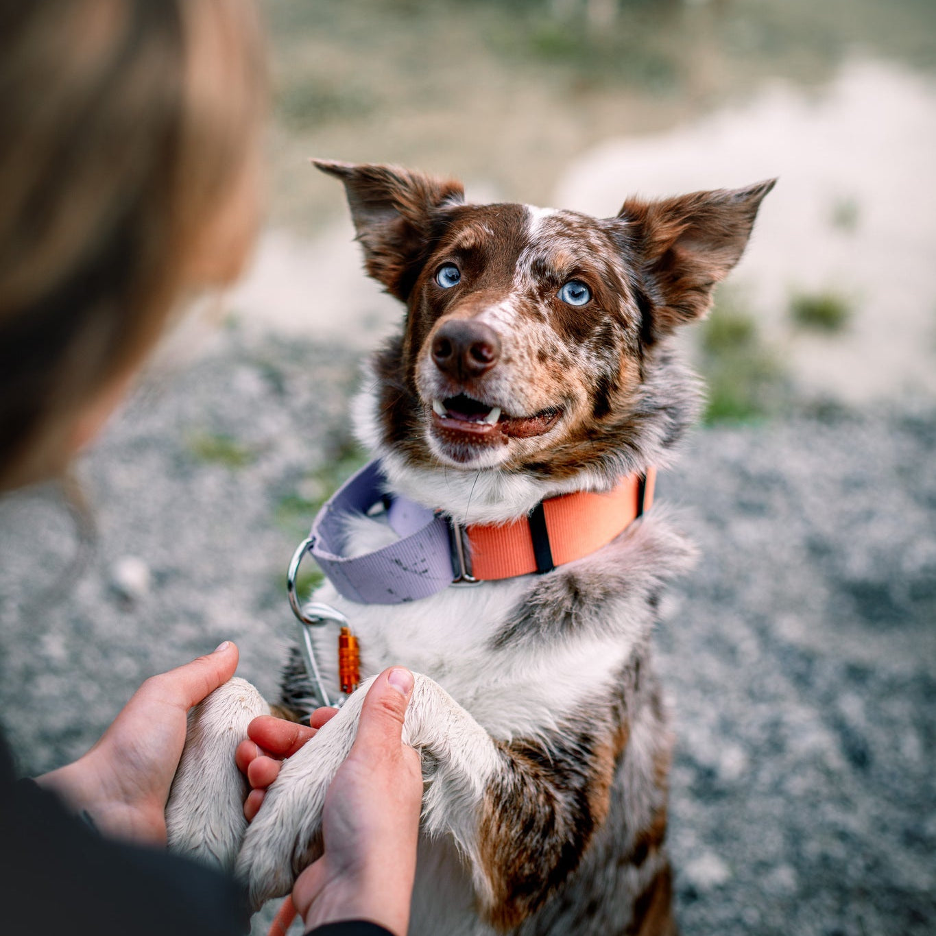 A brown and white dog with blue eyes and a salmon pink Color Block Martingale Dog Collar sits upright, offering its paw to a person. Another similar dog stands blurred in the background near water.