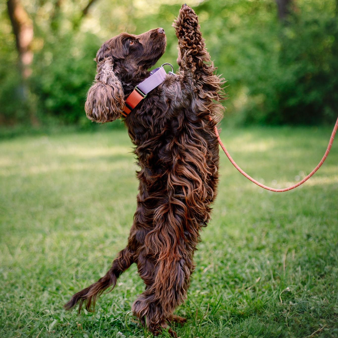 A curly-haired brown dog wearing the Color Block Martingale Dog Collar in Salmon Pink stands on its hind legs on grass, reaching up to a person’s hand with a treat. The sunny, tree-filled background highlights the scene.