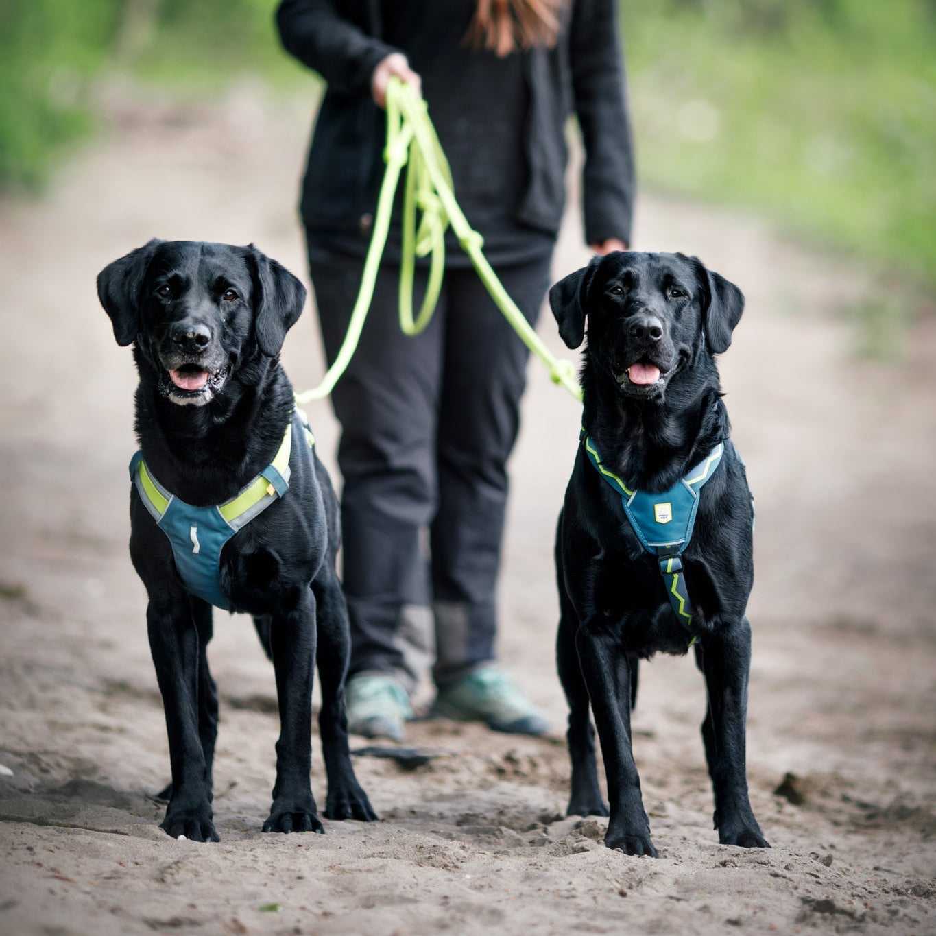 Horizon Dog Harness - XXS